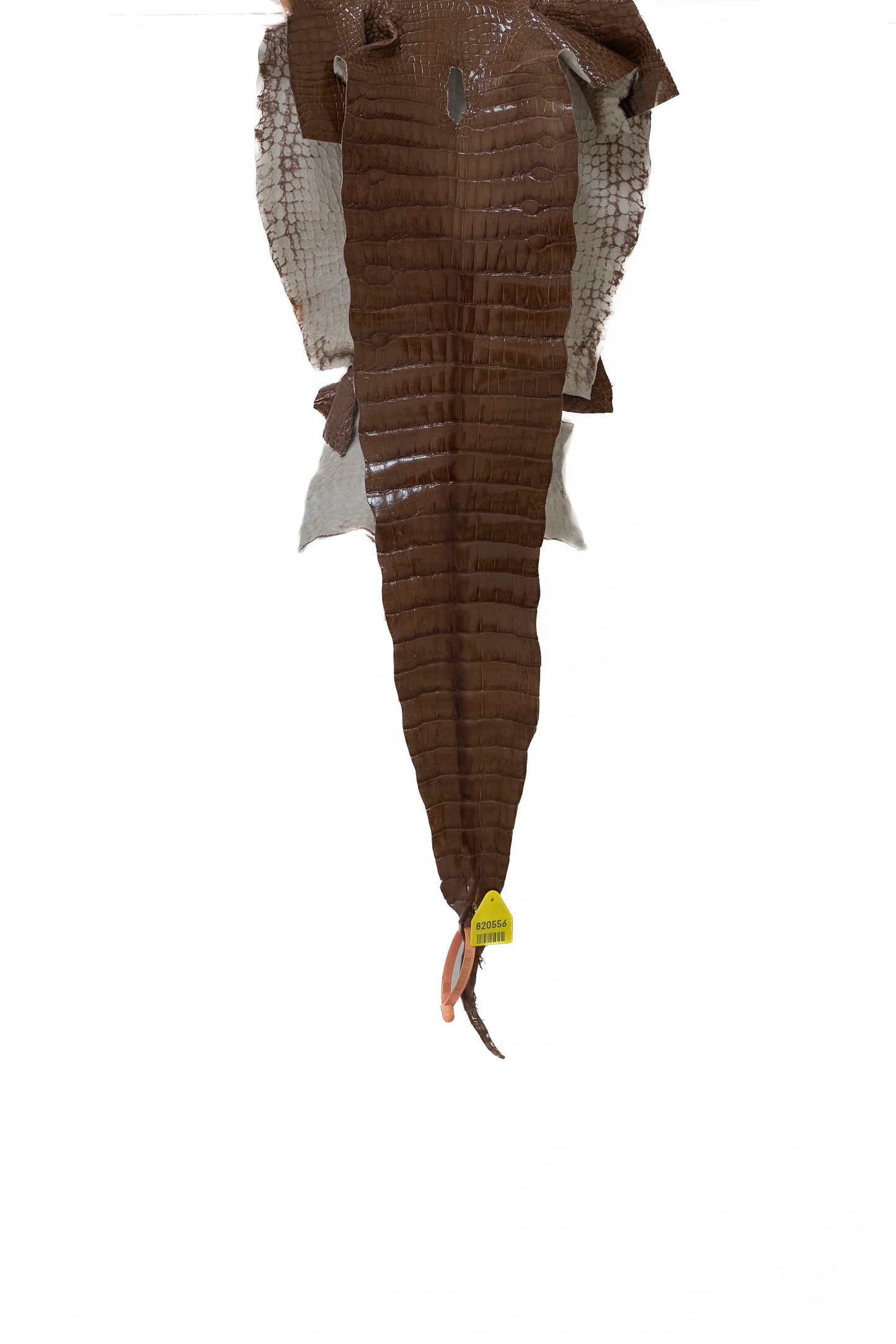 35 cm Grade 1/2 Rosewood Glazed Wild American Alligator Leather - Tag: LA15-0018089