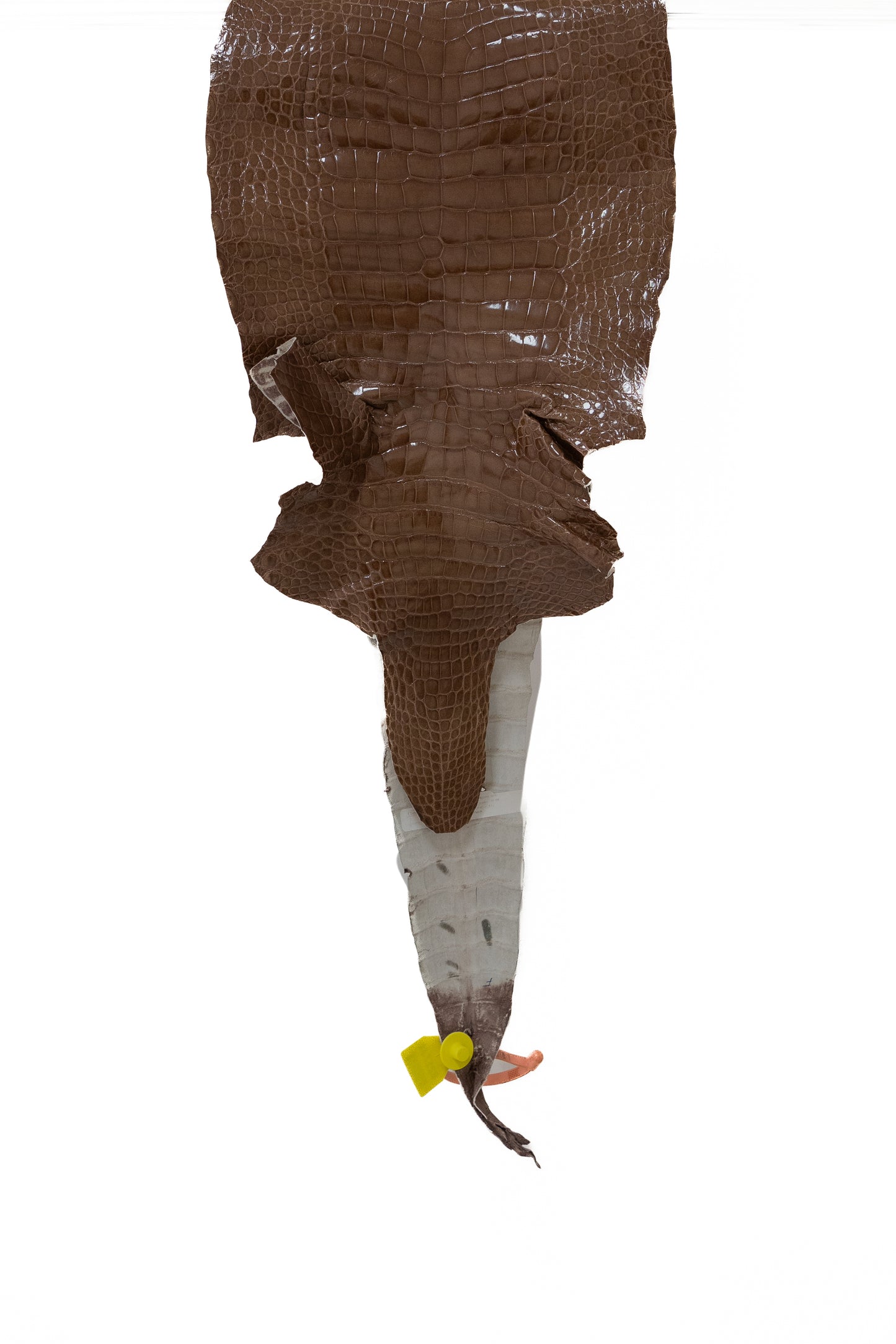 33 cm Grade 2/3 Rosewood Glazed Wild American Alligator Leather - Tag: LA15-0030058