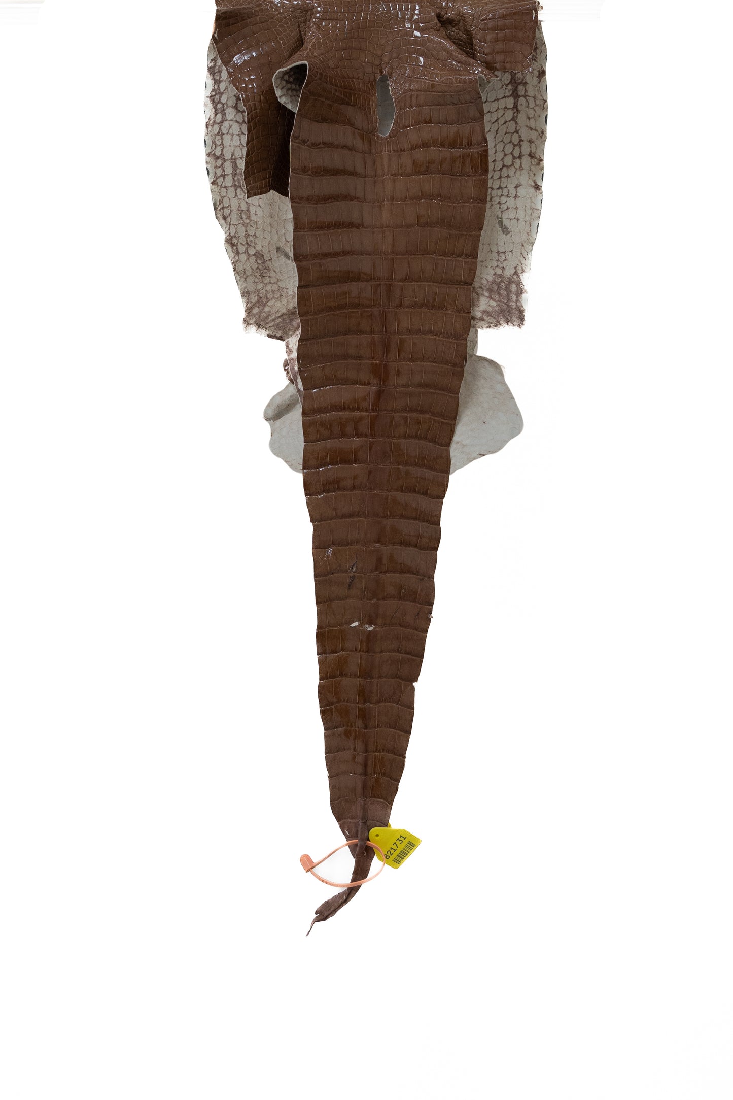33 cm Grade 2/3 Rosewood Glazed Wild American Alligator Leather - Tag: LA15-0030058