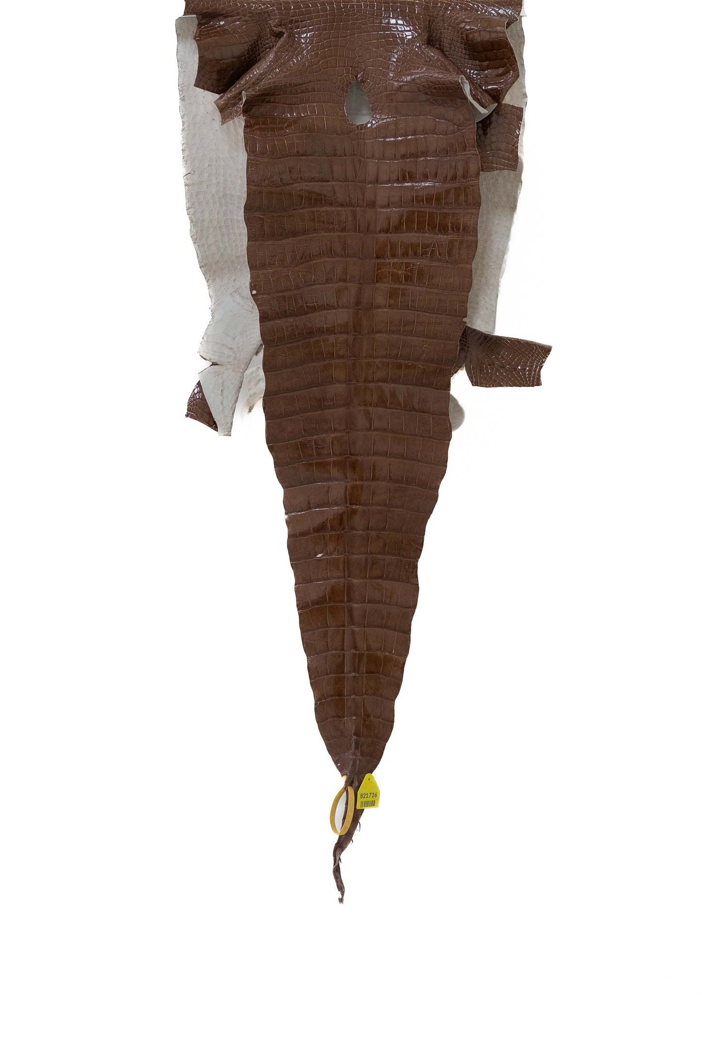 49 cm Grade 3/4 Rosewood Glazed Wild American Alligator Leather - Tag: LA13-0042210