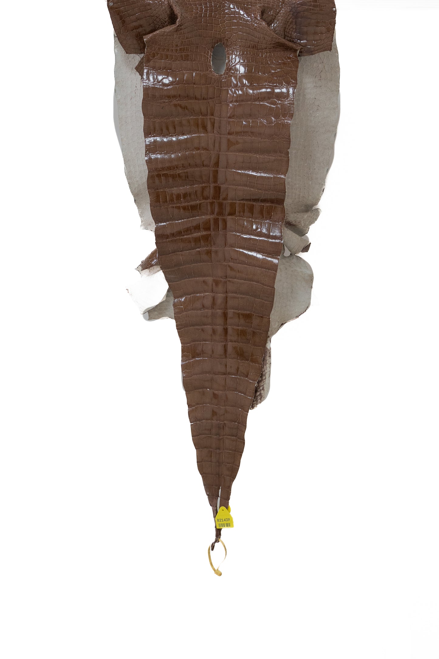 50 cm Grade 3/4 Rosewood Glazed Wild American Alligator Leather - Tag: LA13-0026352