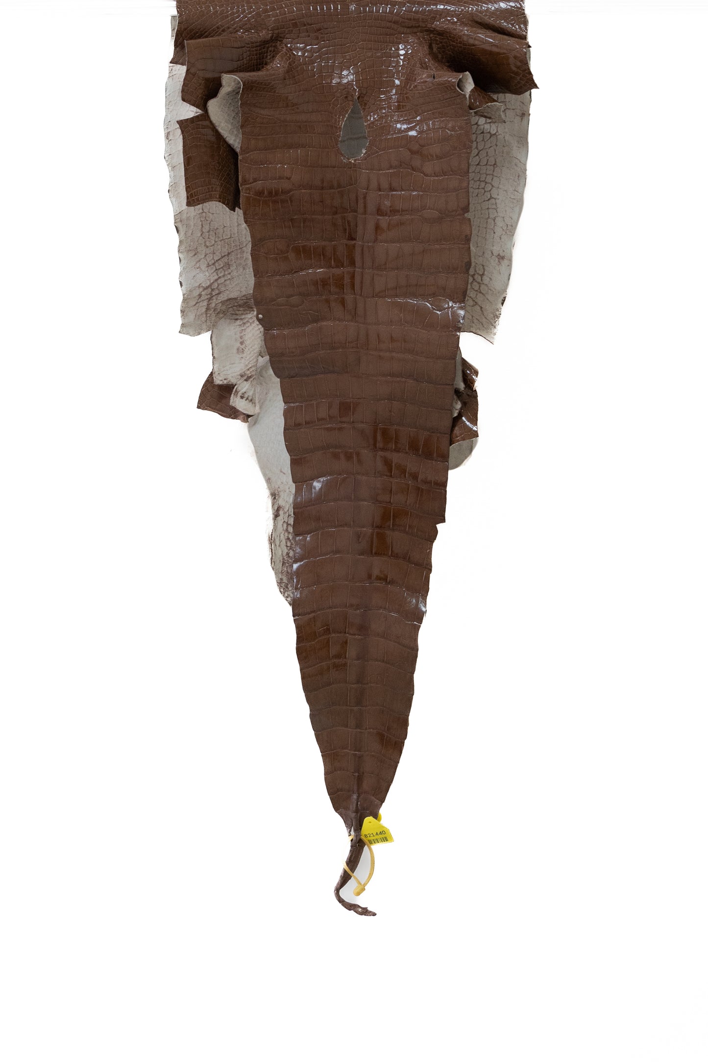 48 cm Grade 3/4 Rosewood Glazed Wild American Alligator Leather - Tag: LA13-0025360