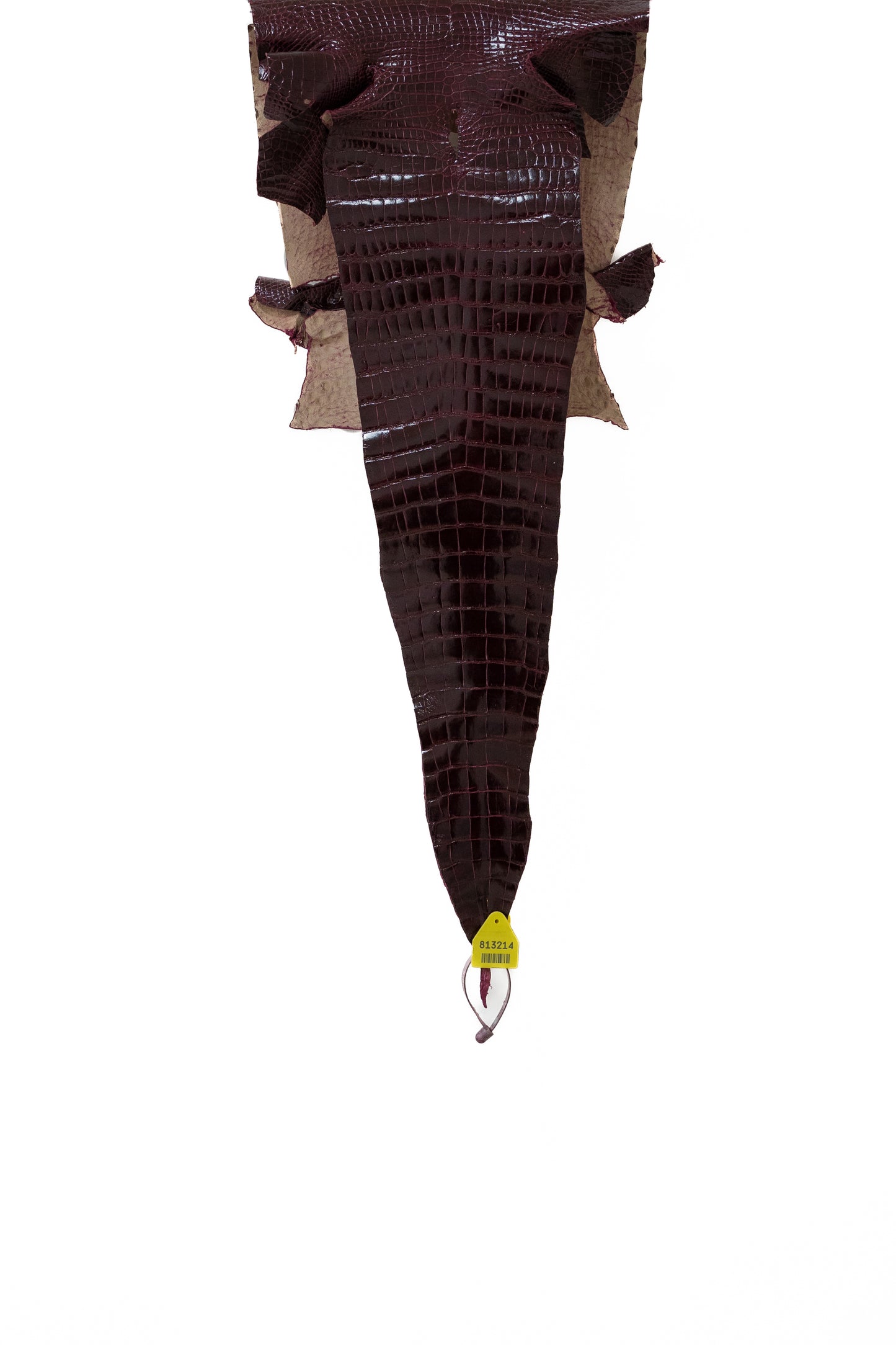 35 cm Grade 2/3 Regal Glazed Wild American Alligator Leather - Tag: AL93-0001674