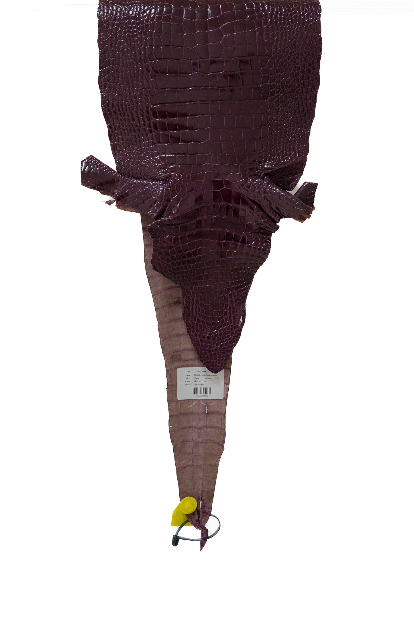 35 cm Grade 2/3 Regal Glazed Wild American Alligator Leather - Tag: LA96-0023088