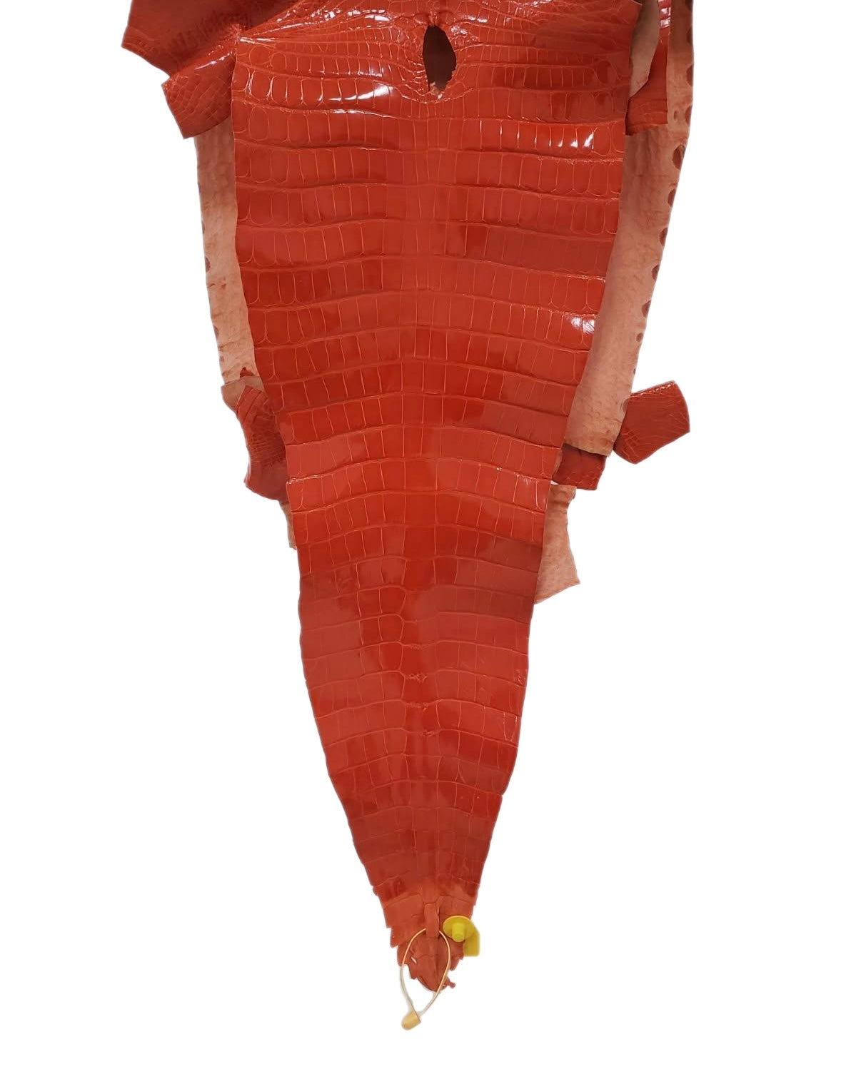 39 cm Grade 2/3 Mandarina Glazed Farm-Raised American Alligator Leather - Tag: GA13-0020287