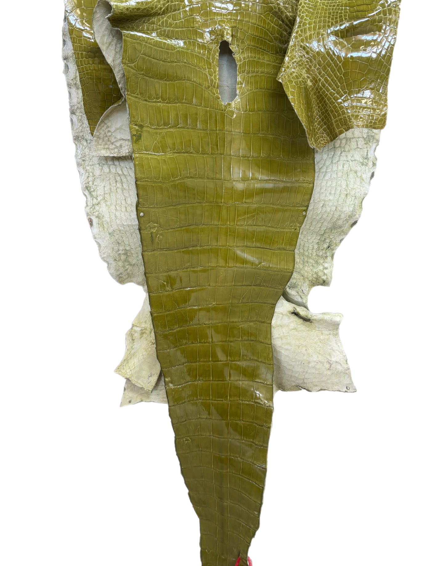 CLOSEOUT | 50 cm Grade 3/4 Muguet Glazed Wild American Alligator Leather - Tag: CCIT-0539948