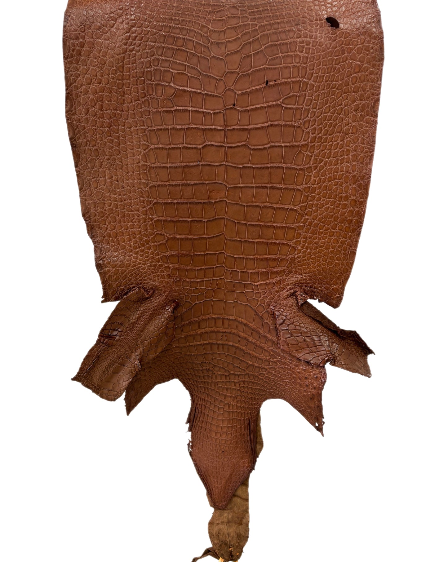 41 cm Grade 4/5 Cigar Matte Wild American Alligator Leather - Tag: LA22-0031193