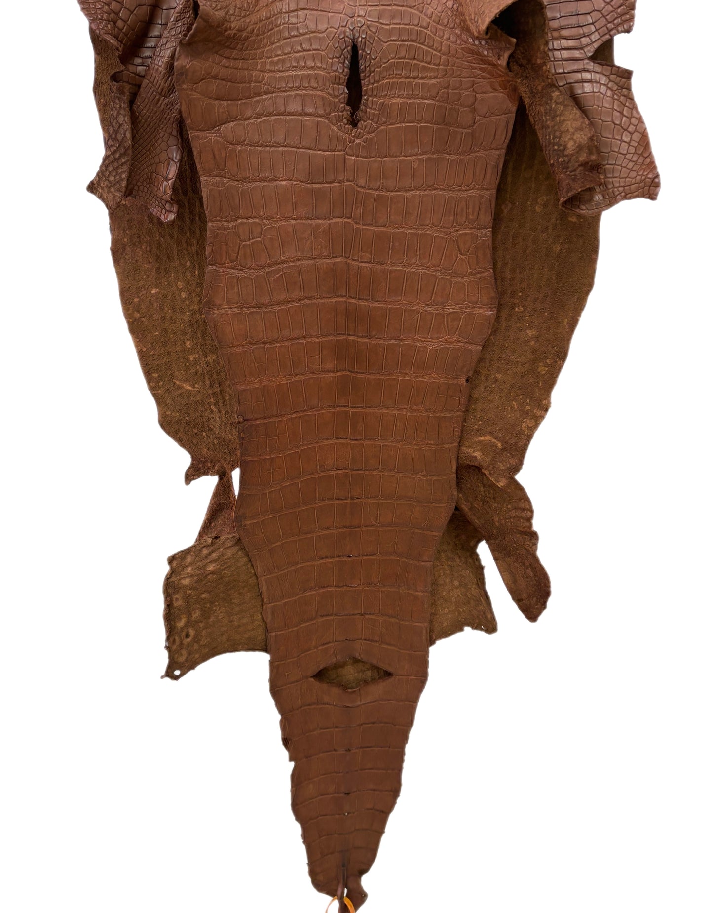 50 cm Grade 4/5 Cigar Matte Wild American Alligator Leather - Tag: LA22-0021742