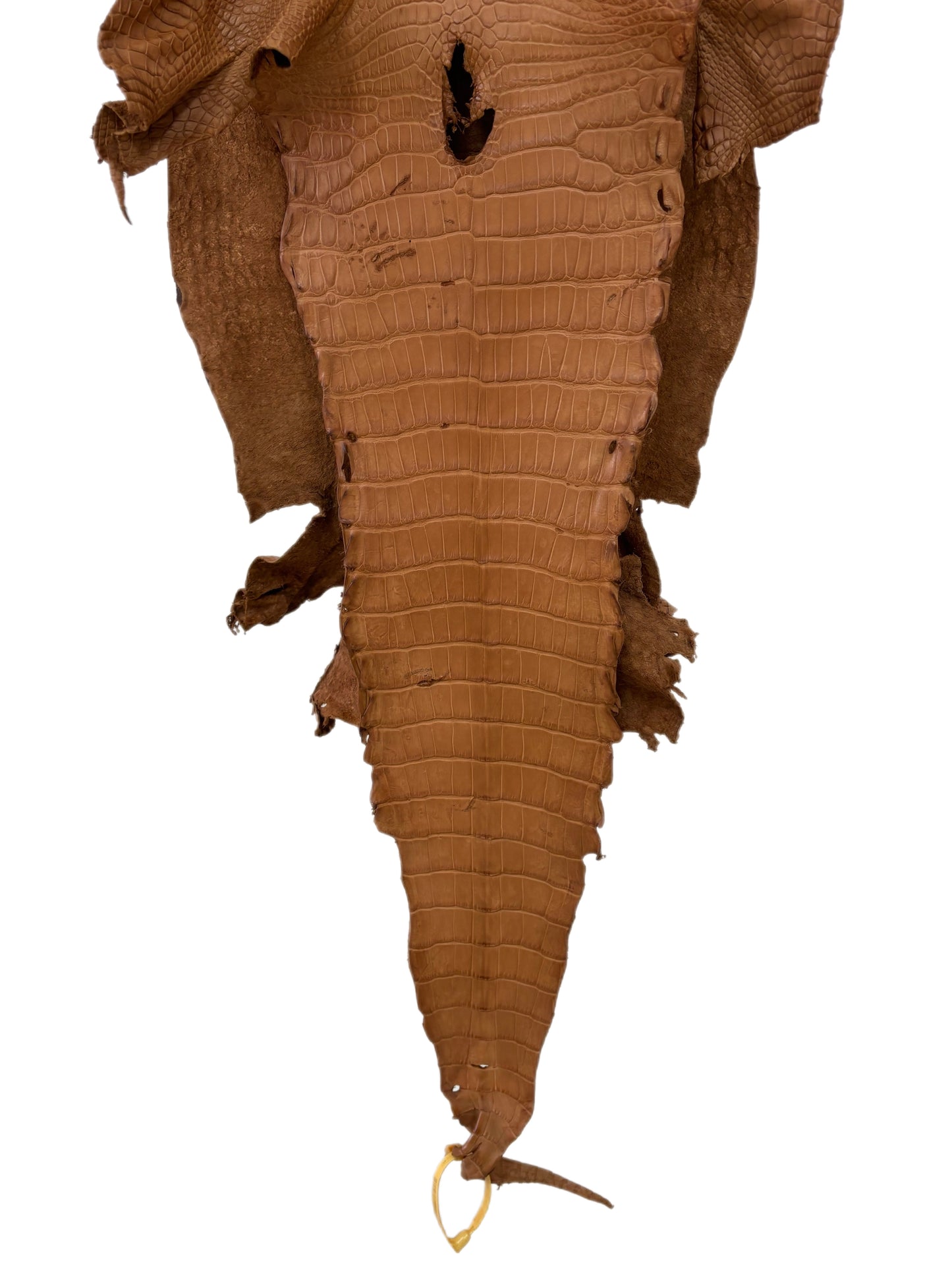 37 cm Grade 2/3 Almond Matte Wild American Alligator Leather - Tag: LA23-0003782