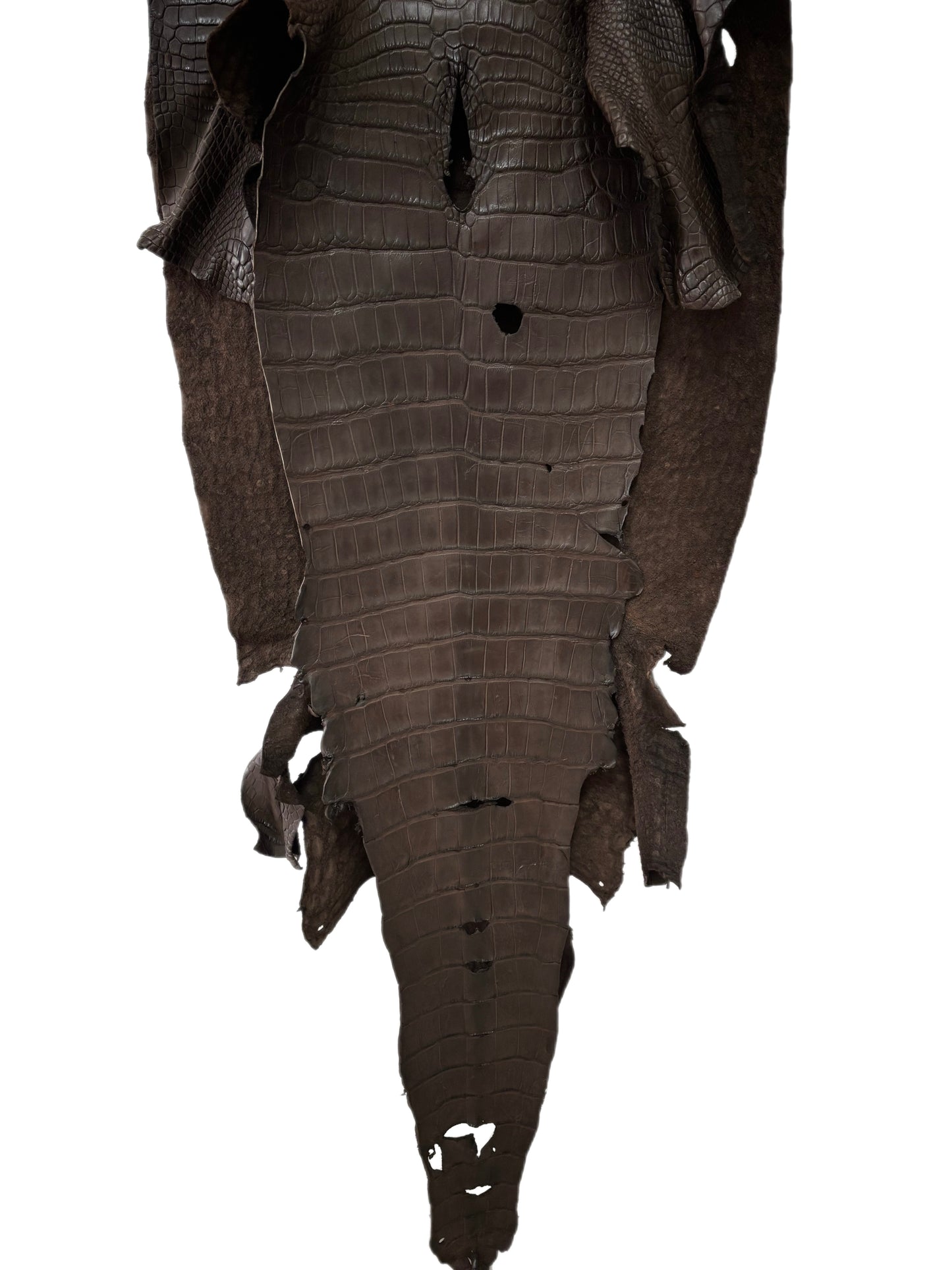 49 cm Grade 3/4 Dark Chocolate Matte Wild American Alligator Leather - Tag: LA23-0024676