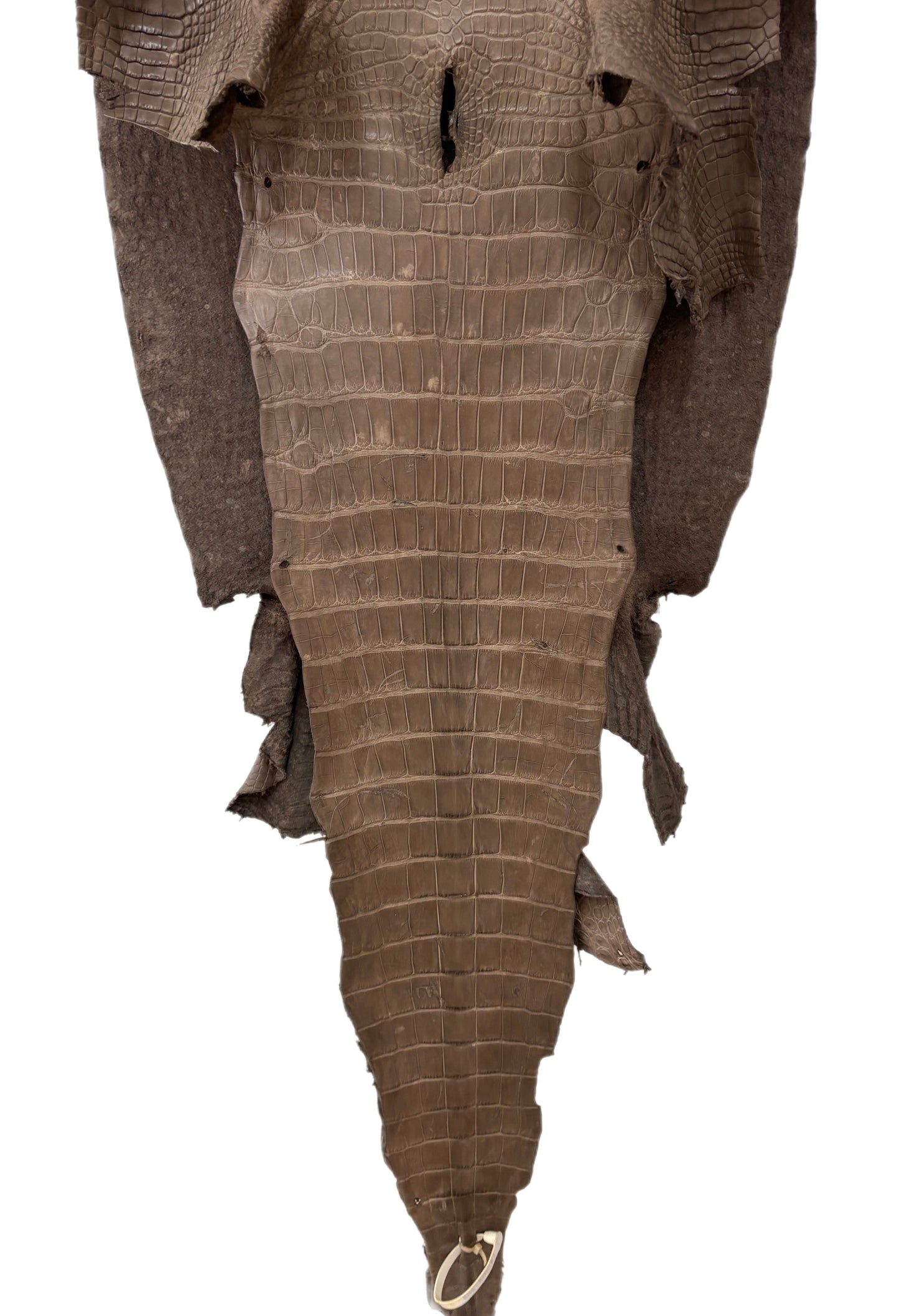 50 cm Grade 3/4 Cocoa Matte Matte Wild American Alligator Leather - Tag: LA23-0040457