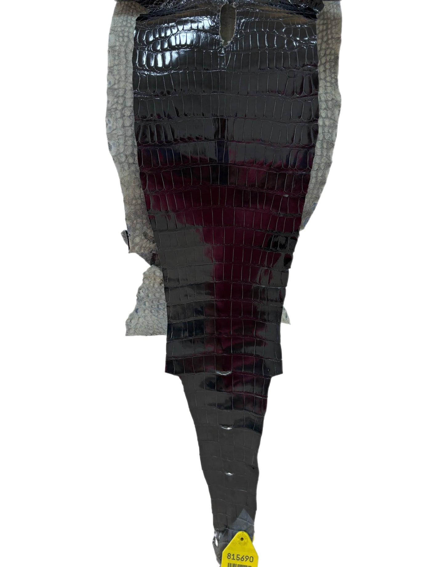 23 cm Grade 2/3 Navy Blue Glazed Wild American Alligator Leather - Tag: LA09-0107824