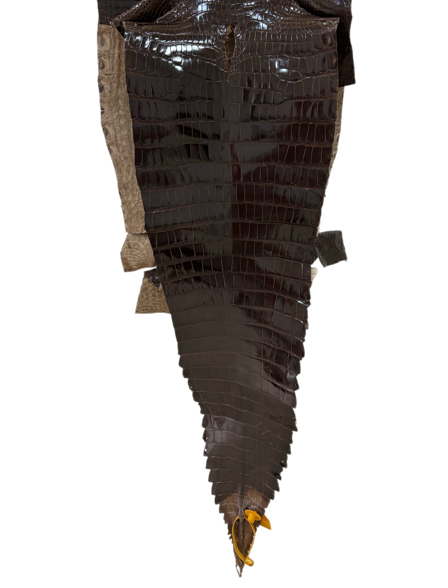 32 cm Grade 2/3 Sport Rust Brown Glazed Farm-Raised American Alligator Leather - Tag: GA13-0020616