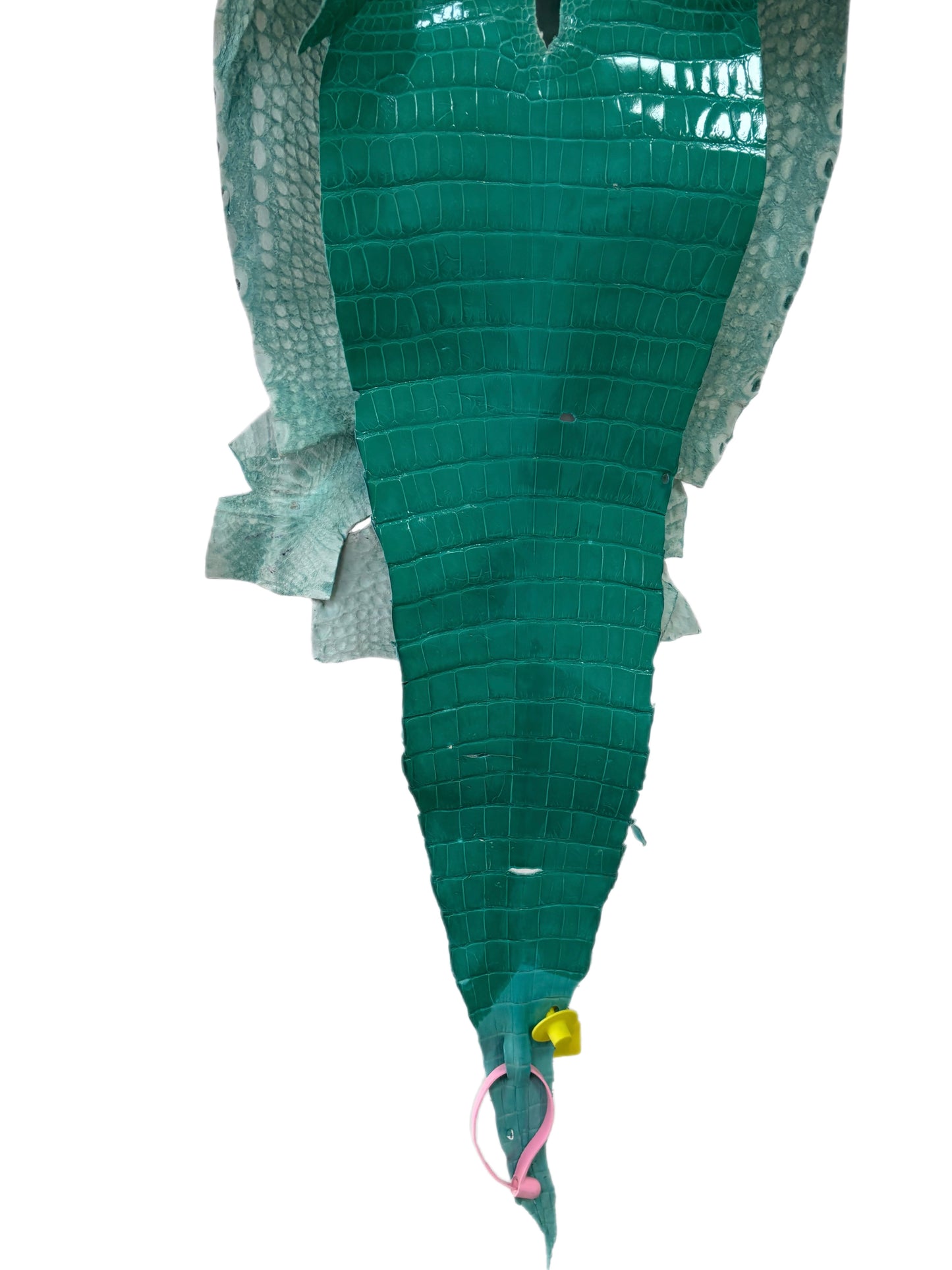 29 cm Grade 3/4 Tiffany Blue Glazed Wild American Alligator Leather - Tag: FL14-0003637