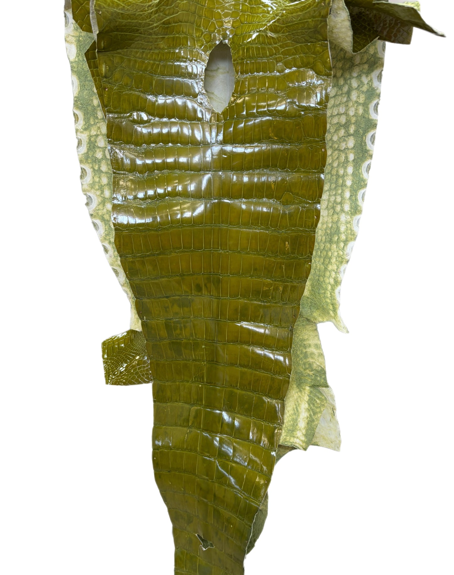 CLOSEOUT | 36 cm Grade 2/3 Muguet Glazed Wild American Alligator Leather - Tag: CCIT-0539922