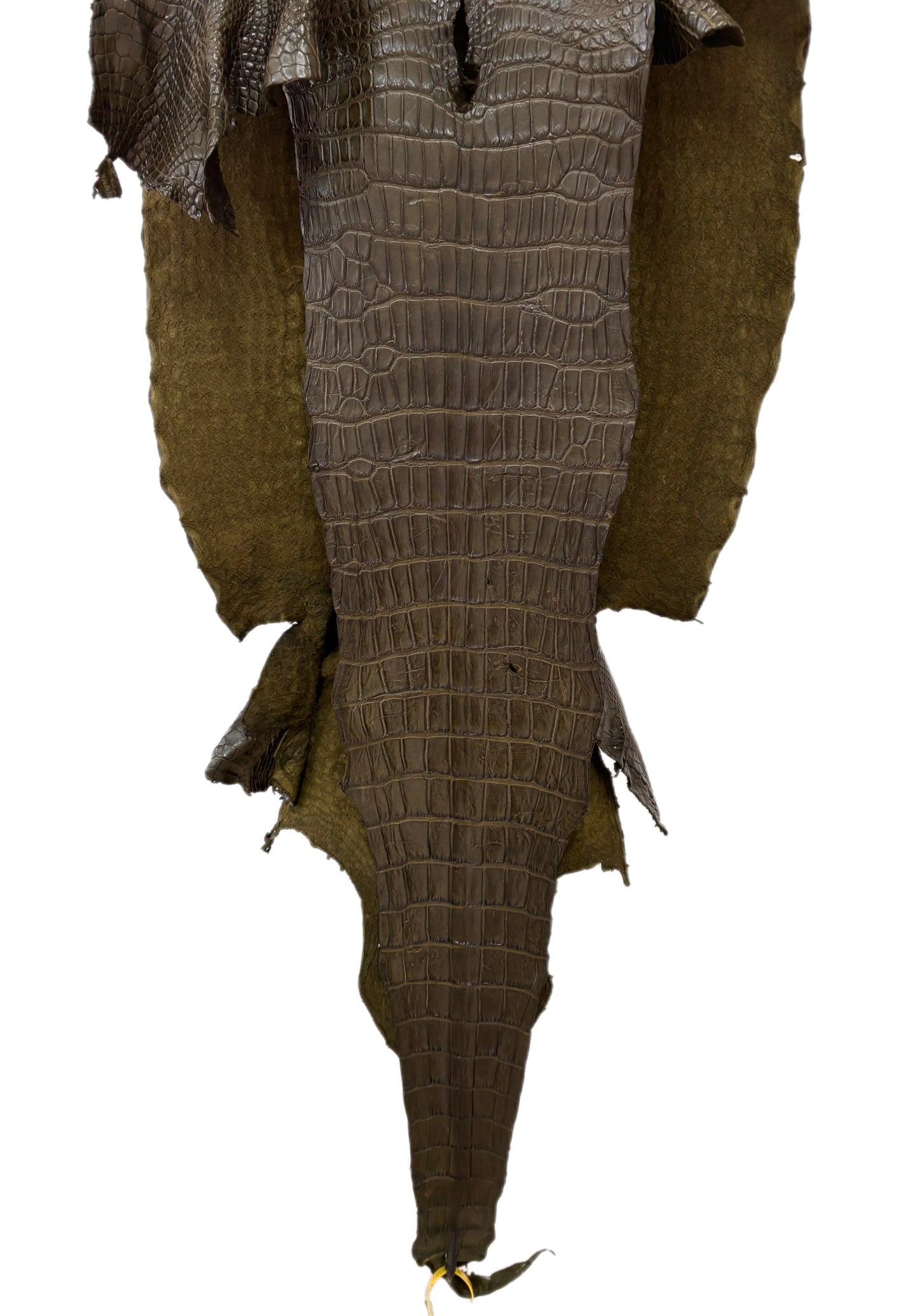 48 cm Grade 4/5 Olive Matte Wild American Alligator Leather - Tag: LA22-0004520
