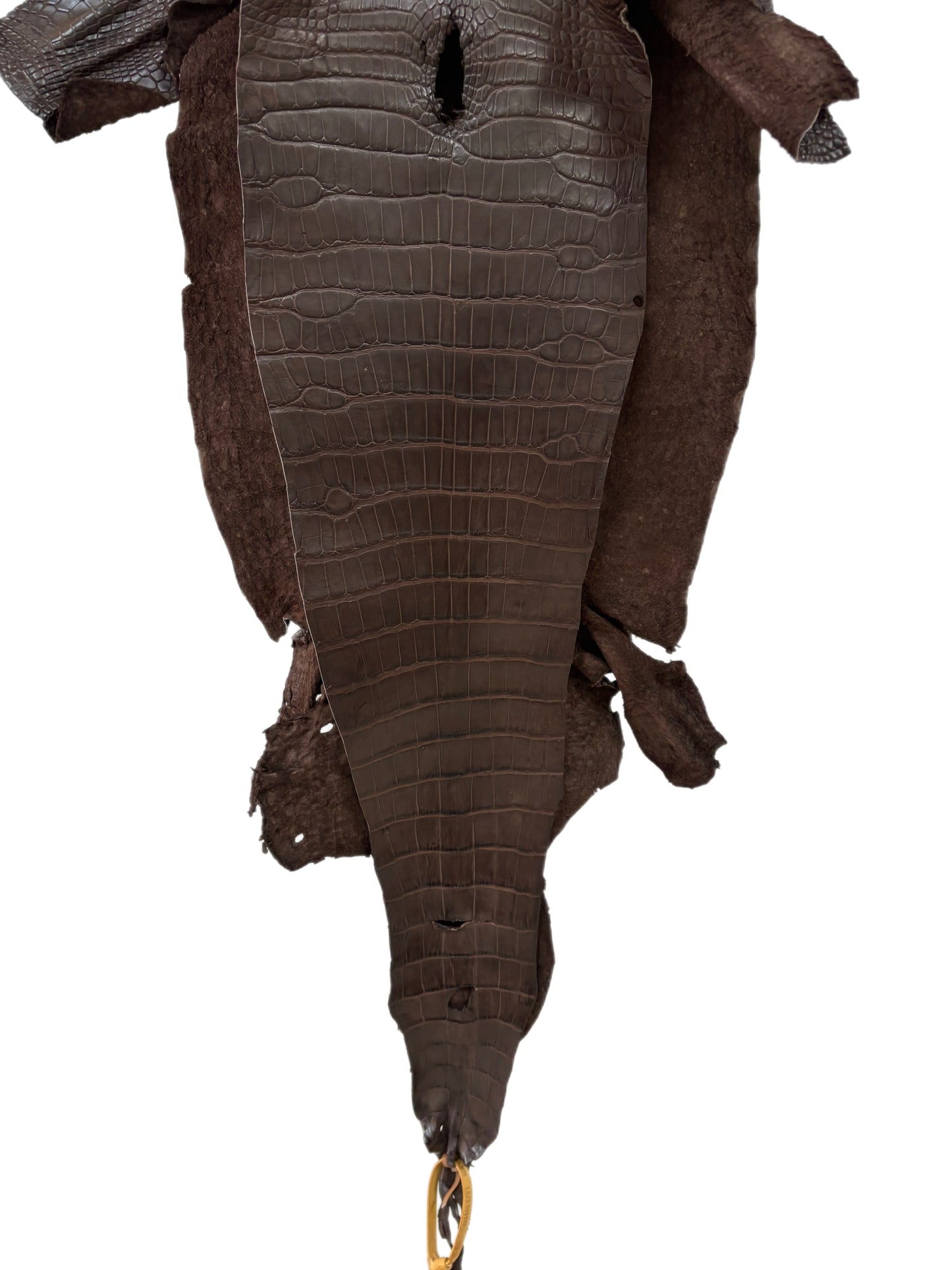 35 cm Grade 2/3 Chocolate Matte Wild American Alligator Leather - Tag: LA23-0006899