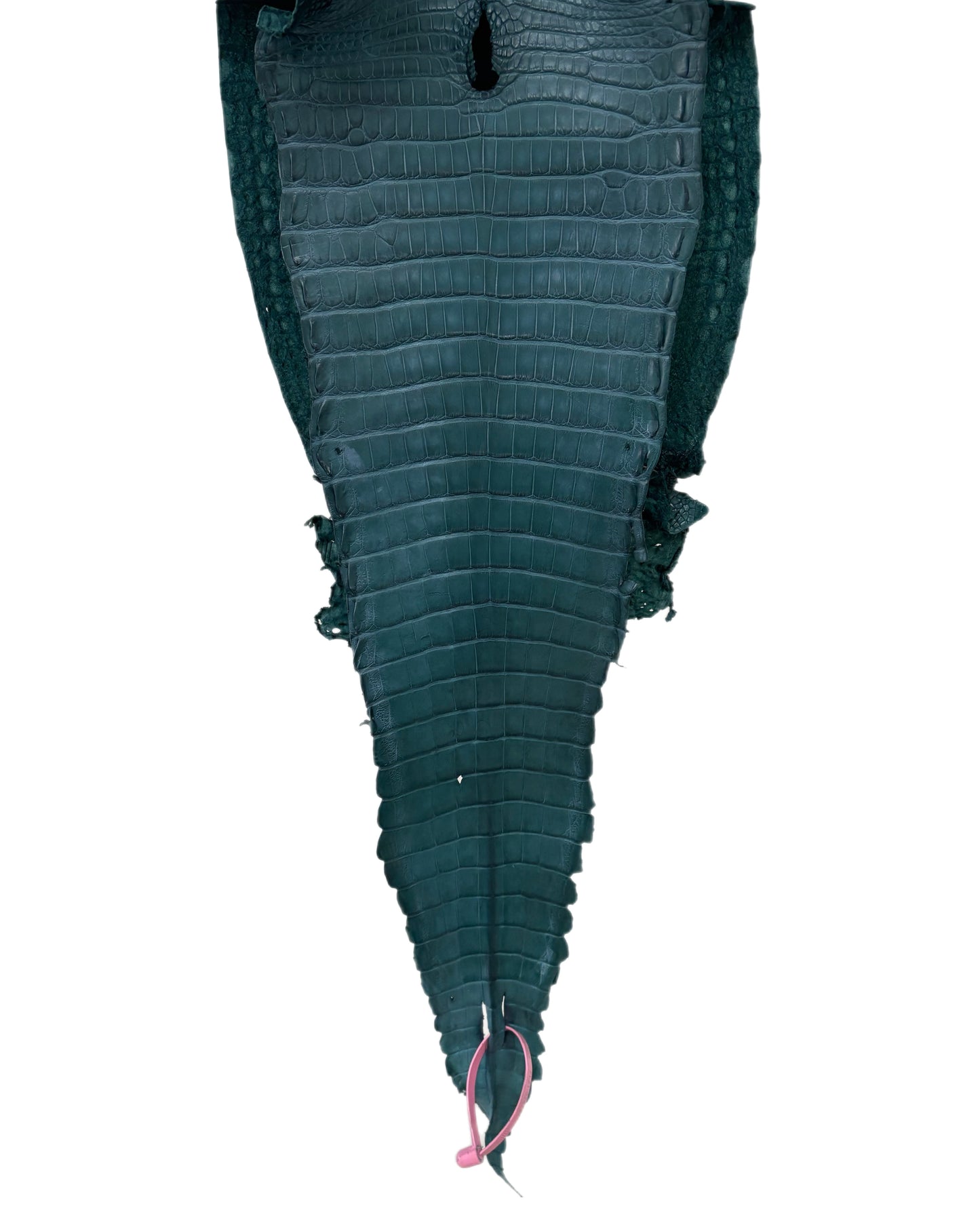 28 cm Grade 2/3 Teal Matte Farm-Raised American Alligator Leather - Tag: FL21-0024737