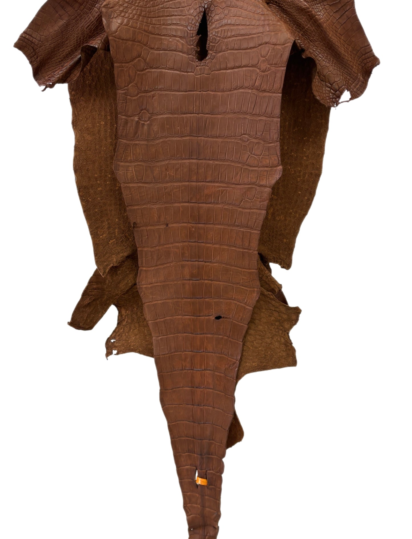 40 cm Grade 4/5 Cigar Matte Wild American Alligator Leather - Tag: LA22-0020926