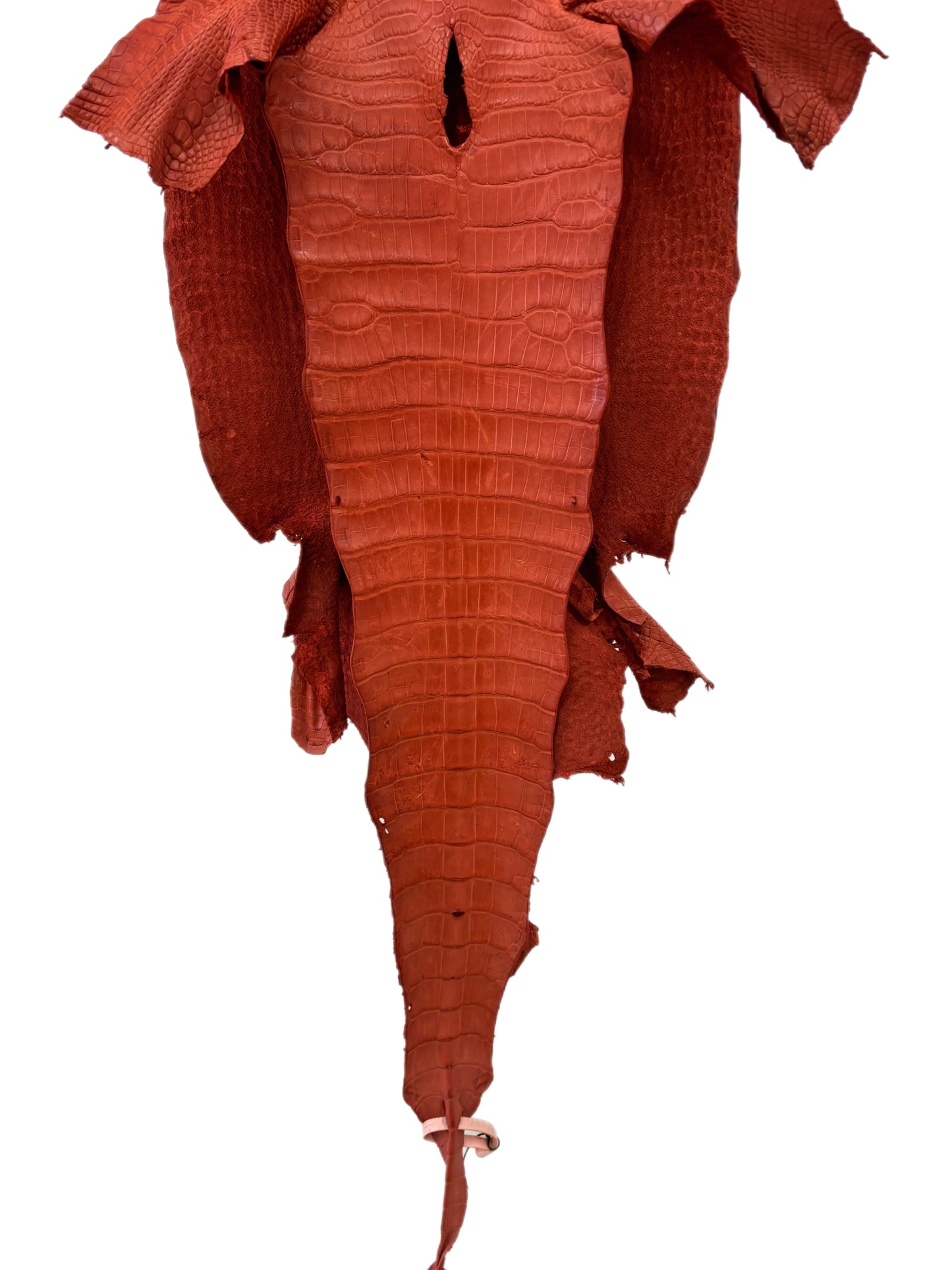 36 cm Grade 2/3 Pumpkin Matte Wild American Alligator Leather - Tag: LA18-0011106