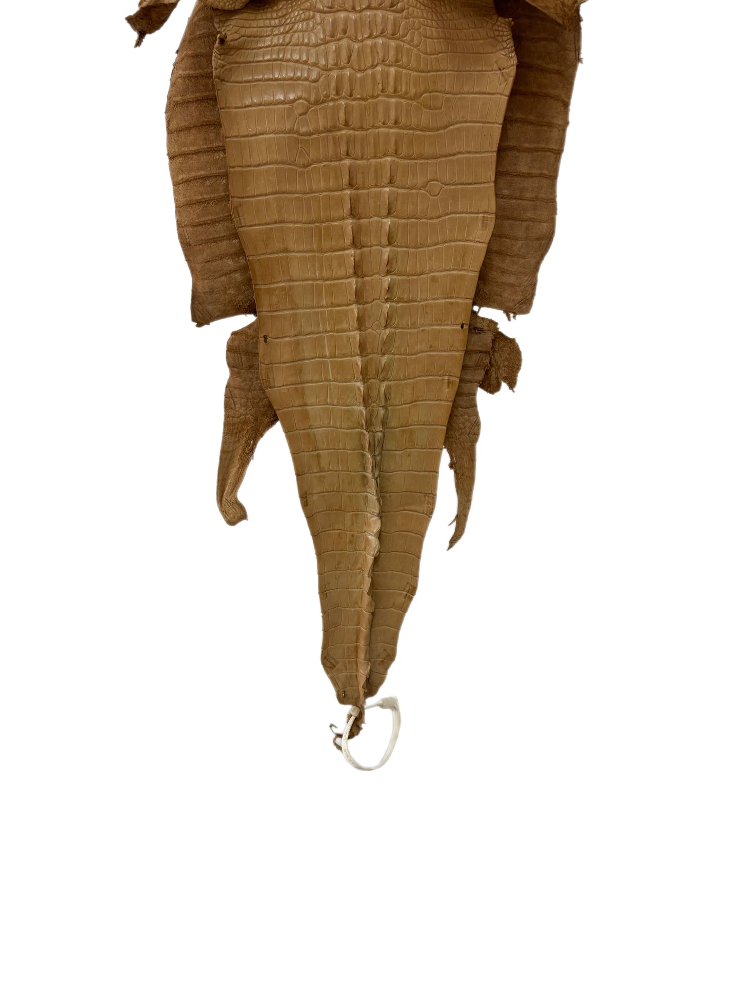 30 cm Grade 1/2 Antique Saddle Matte Farm-Raised American Alligator Hornback Leather - Tag: LA23-0377041