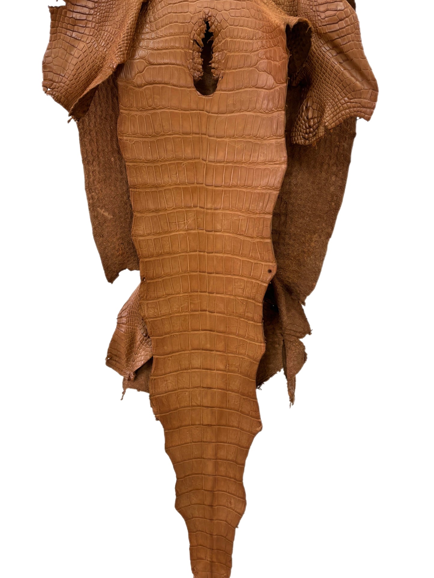 43 cm Grade 2/3 Almond Matte Wild American Alligator Leather - Tag: LA23-0027720