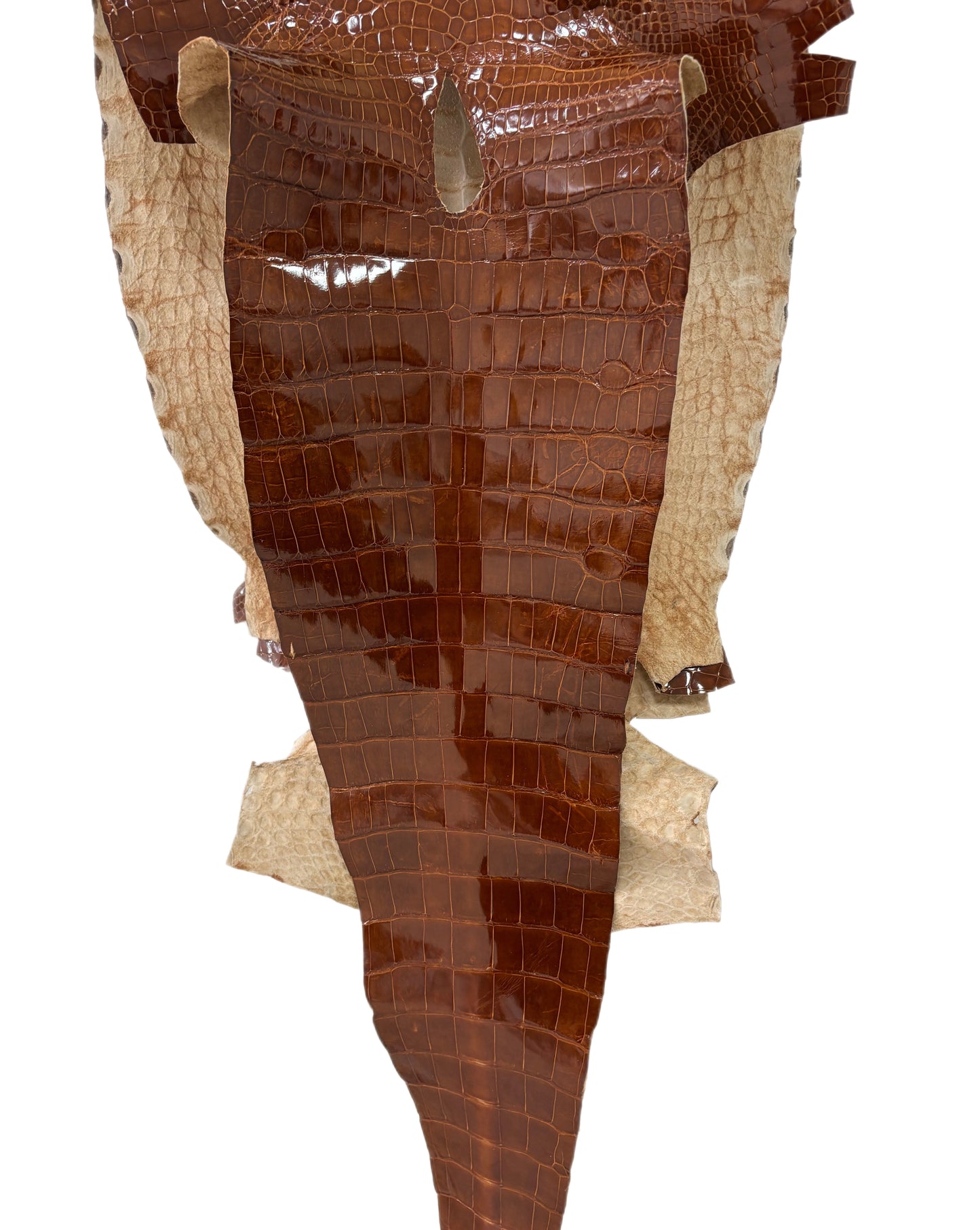 42 cm Grade 2/3 Cognac Glazed Wild American Alligator Leather - Tag: ITCC-0539966
