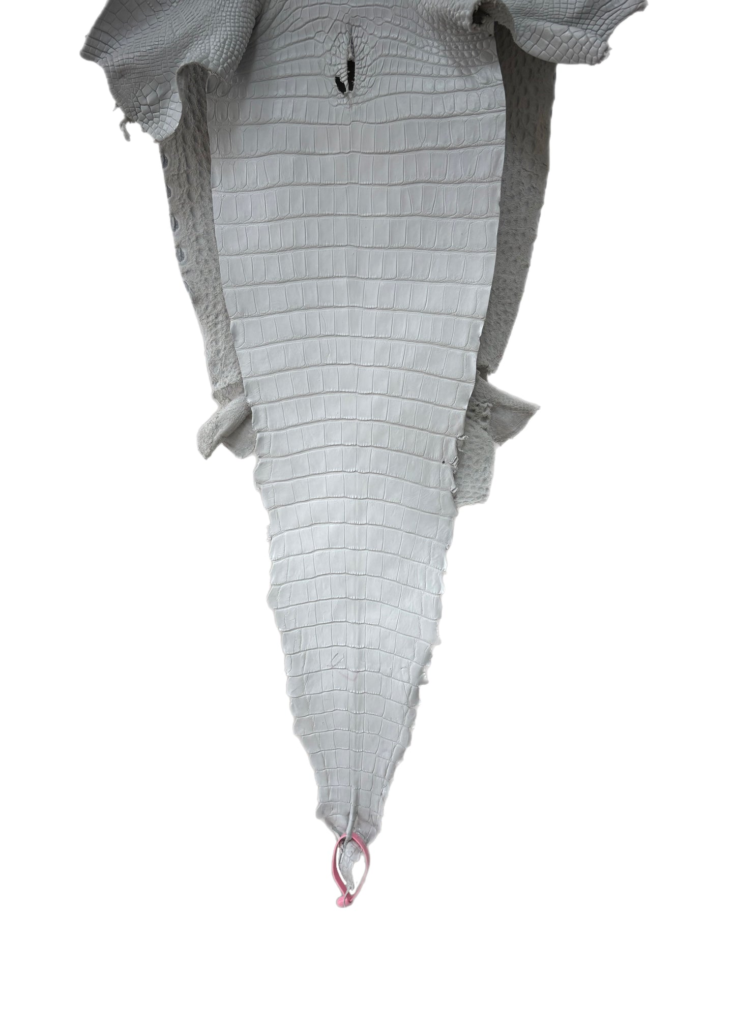 34 cm Grade 2/3 White Matte Farm-Raised American Alligator Leather - Tag: FL21-0024149