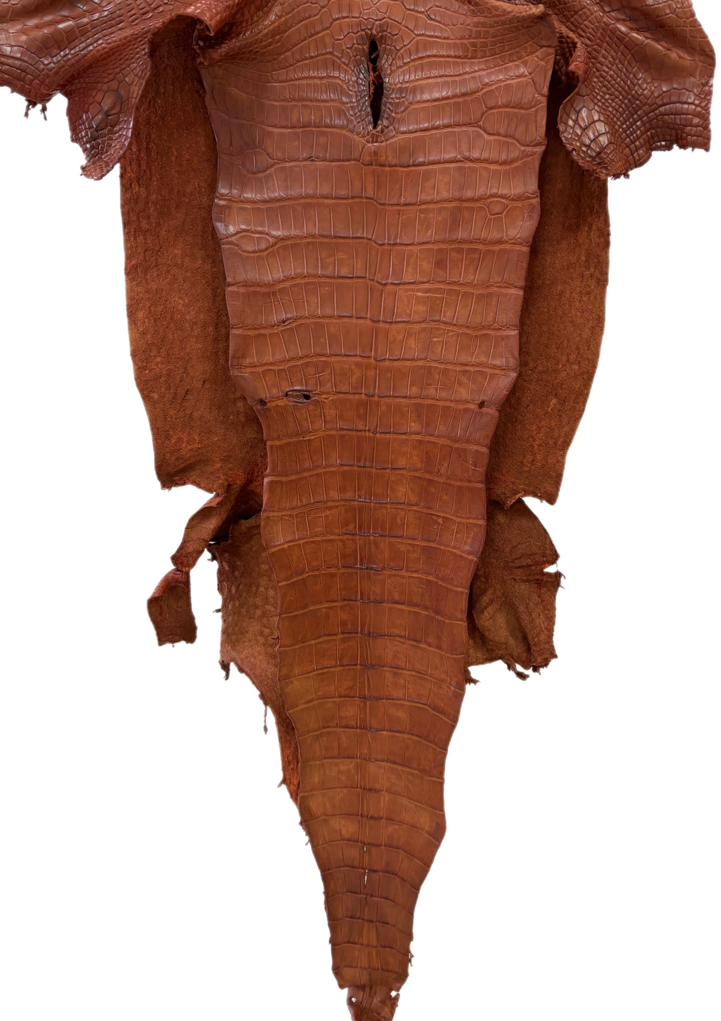 44 cm Grade 3/4 Cognac Matte Wild American Alligator Leather - Tag: LA23-0006603
