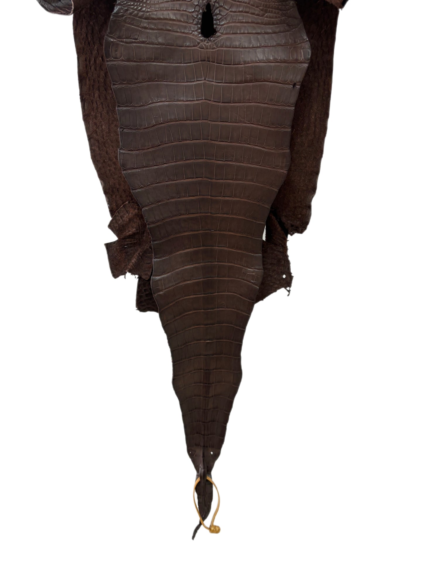 31 cm Grade 3/4 Chocolate Matte Farm-Raised American Alligator Leather - Tag: FL17-0035525
