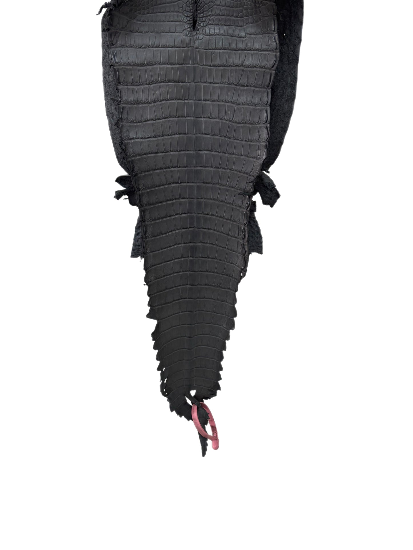 24 cm Grade 1/2 Serpentine Grey Matte Farm-Raised American Alligator Leather - Tag: FL21-0024507