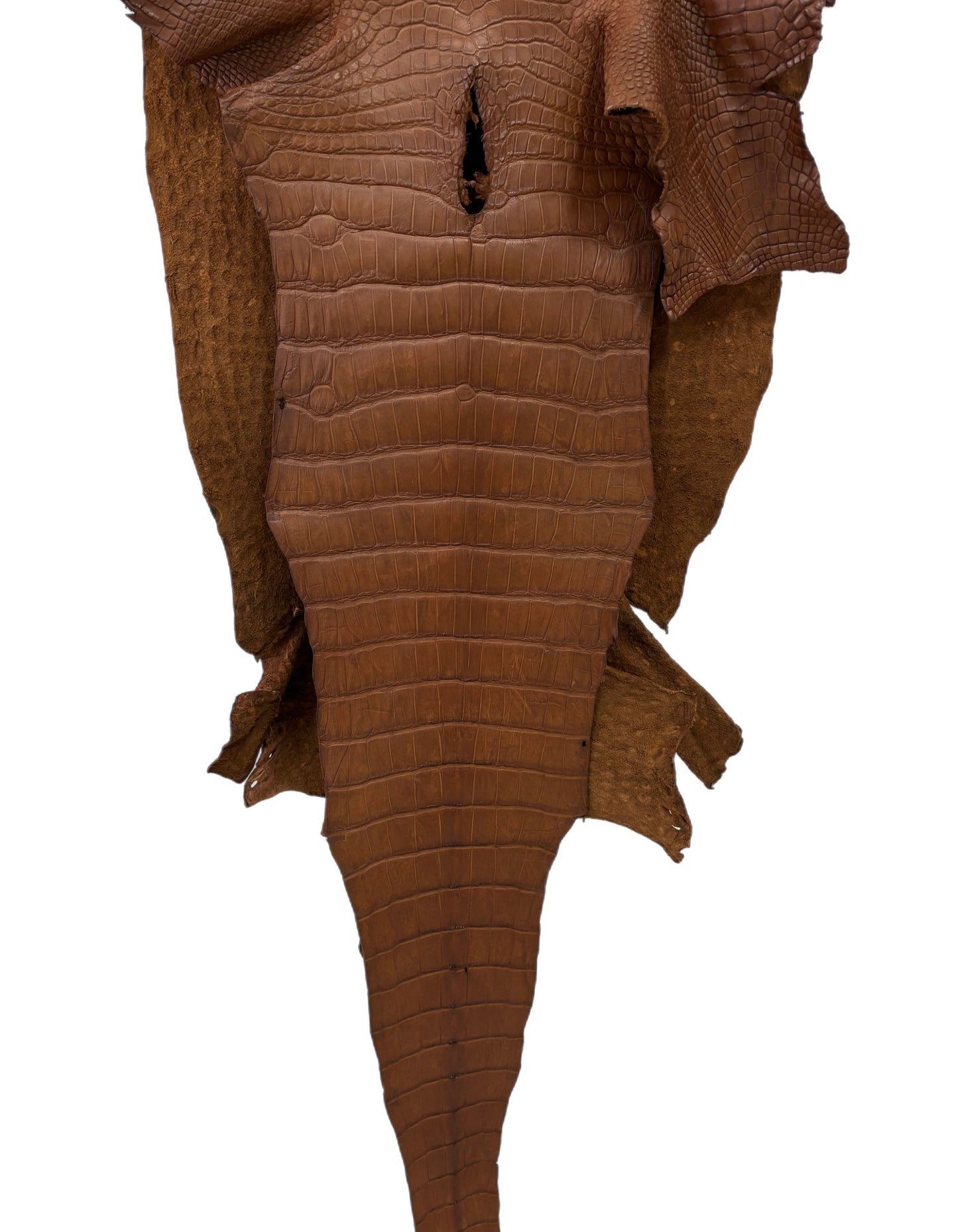 43 cm Grade 2/3 Cigar Matte Wild American Alligator Leather - Tag: LA22-0025540