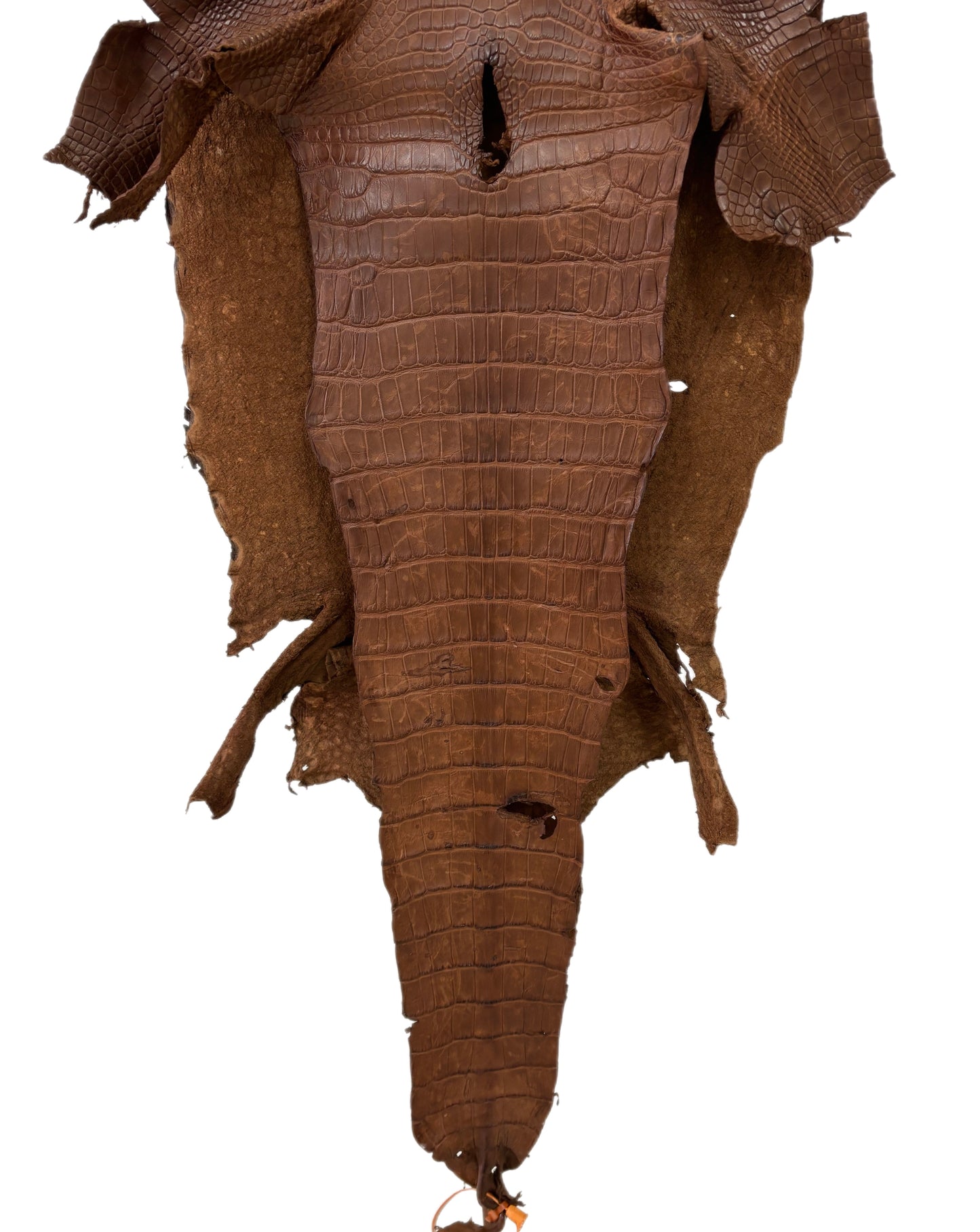 41 cm Grade 4/5 Cigar Matte Wild American Alligator Leather - Tag: LA23-0013437