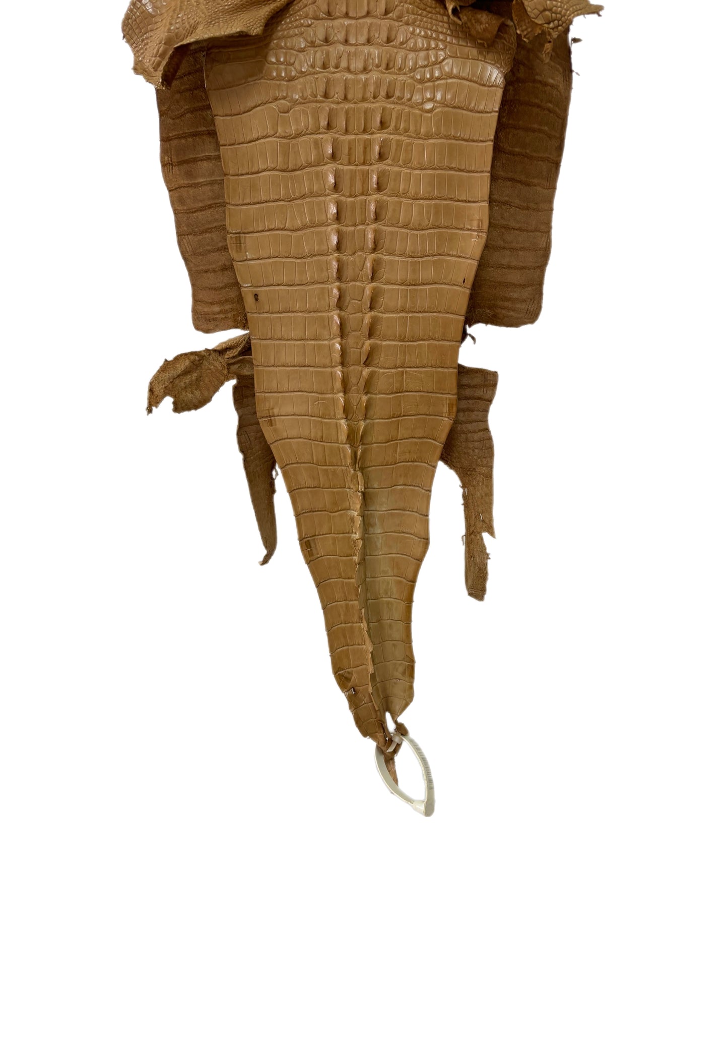 31 cm Grade 1/2 Antique Saddle Matte Farm-Raised American Alligator Hornback Leather - Tag: LA23-0377051