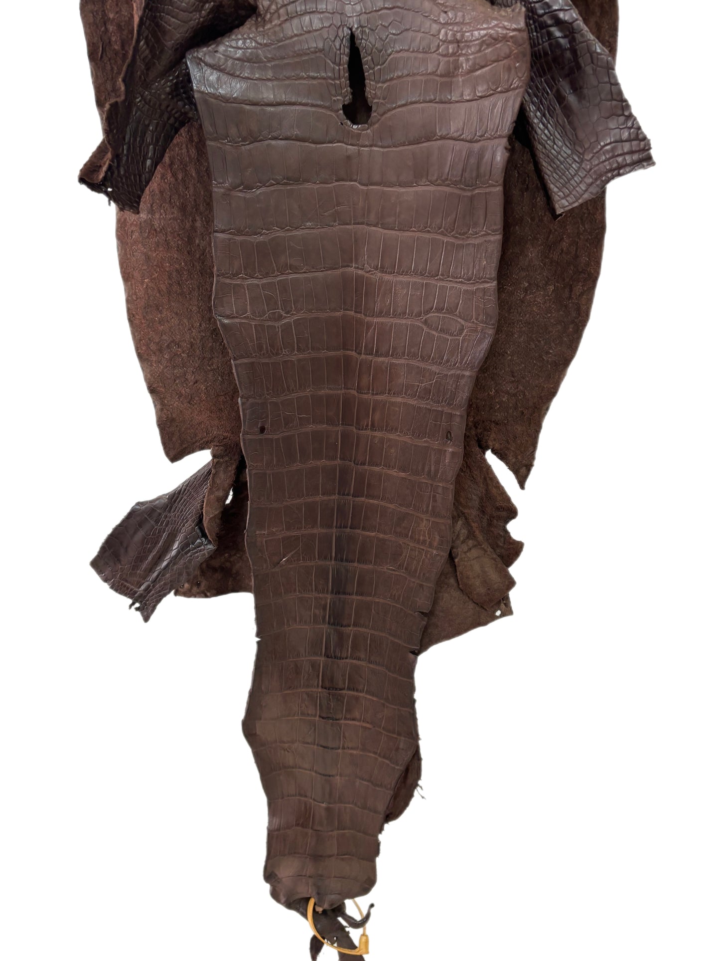 40 cm Grade 2/3 Chocolate Matte Wild American Alligator Leather - Tag: LA23-0048519