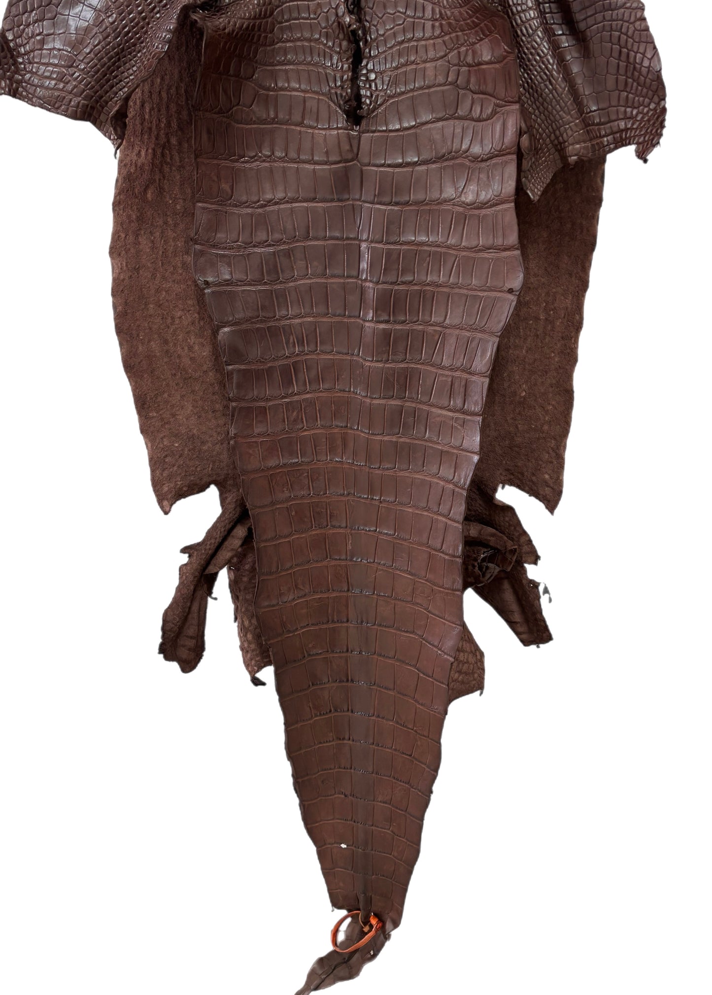 54 cm Grade 3/4 Chocolate Matte Wild American Alligator Leather - Tag: LA24-0023955