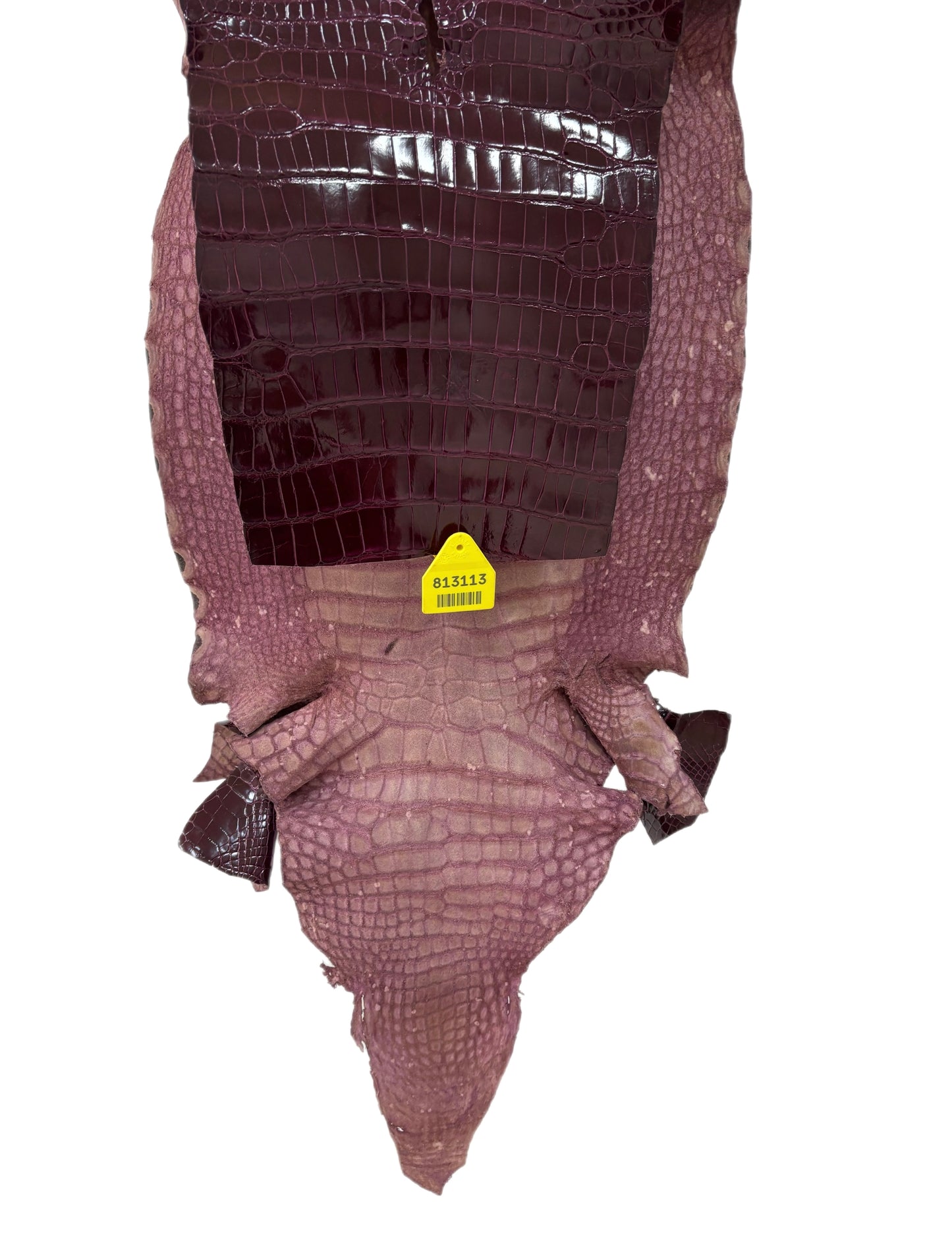 34 cm Grade 2/3 Regal Glazed Wild American Alligator Leather - Tag: AT15-0813113