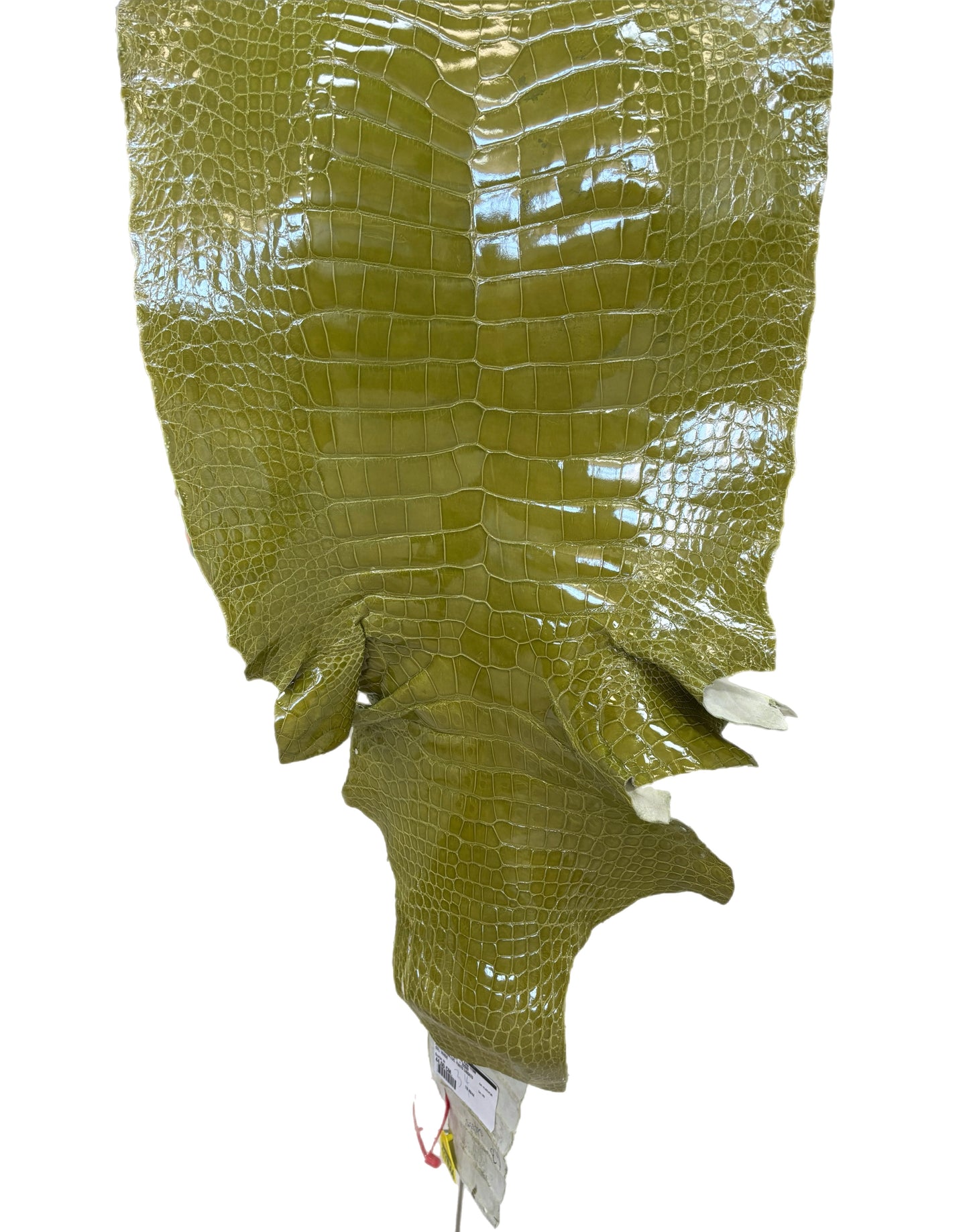 CLOSEOUT | 43 cm Grade 3/4 Muguet Glazed Wild American Alligator Leather - Tag: CCIT-0539937
