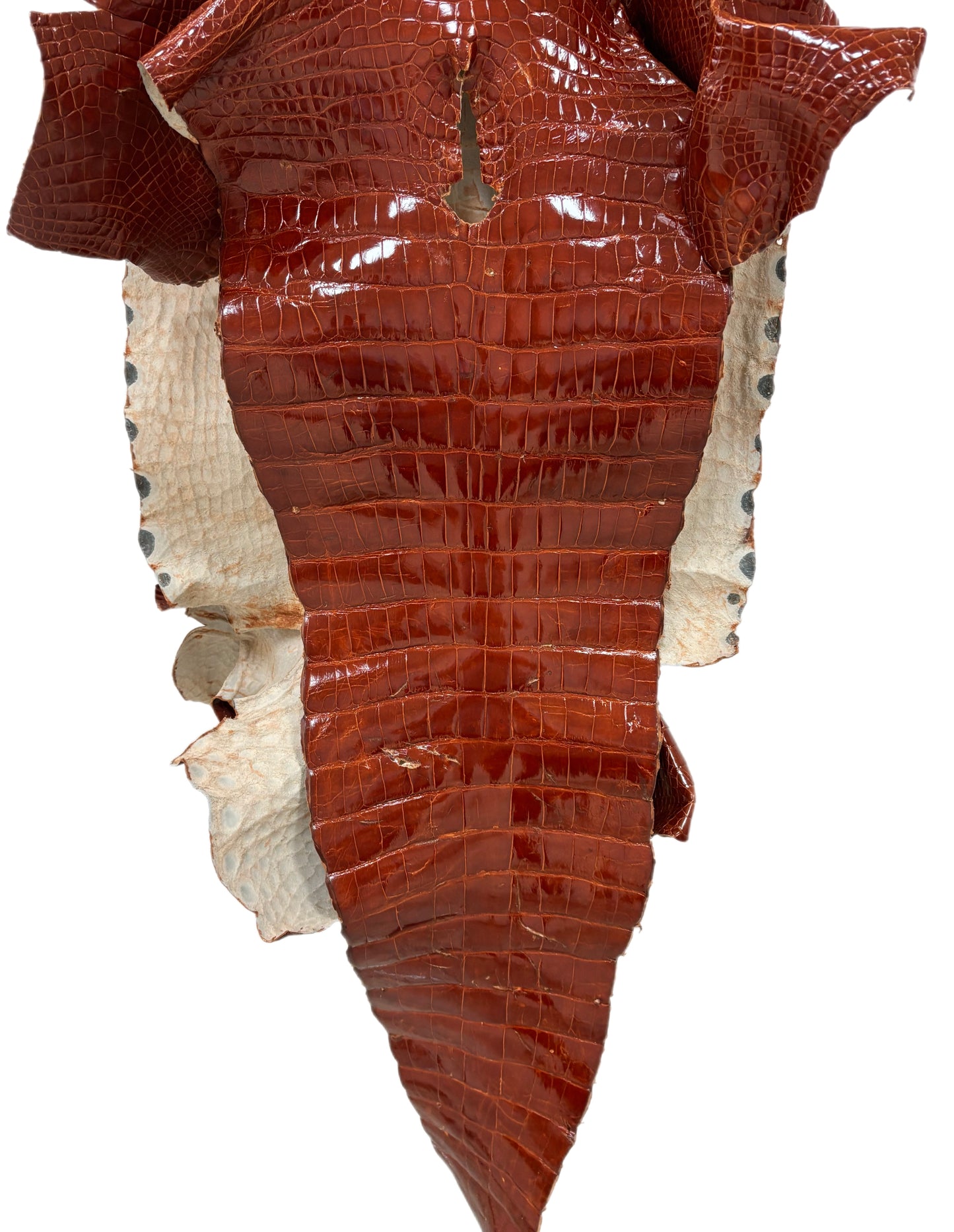 57 cm Grade 4/5 Peanut Glazed Wild American Alligator Leather - Tag: LA23-0030898