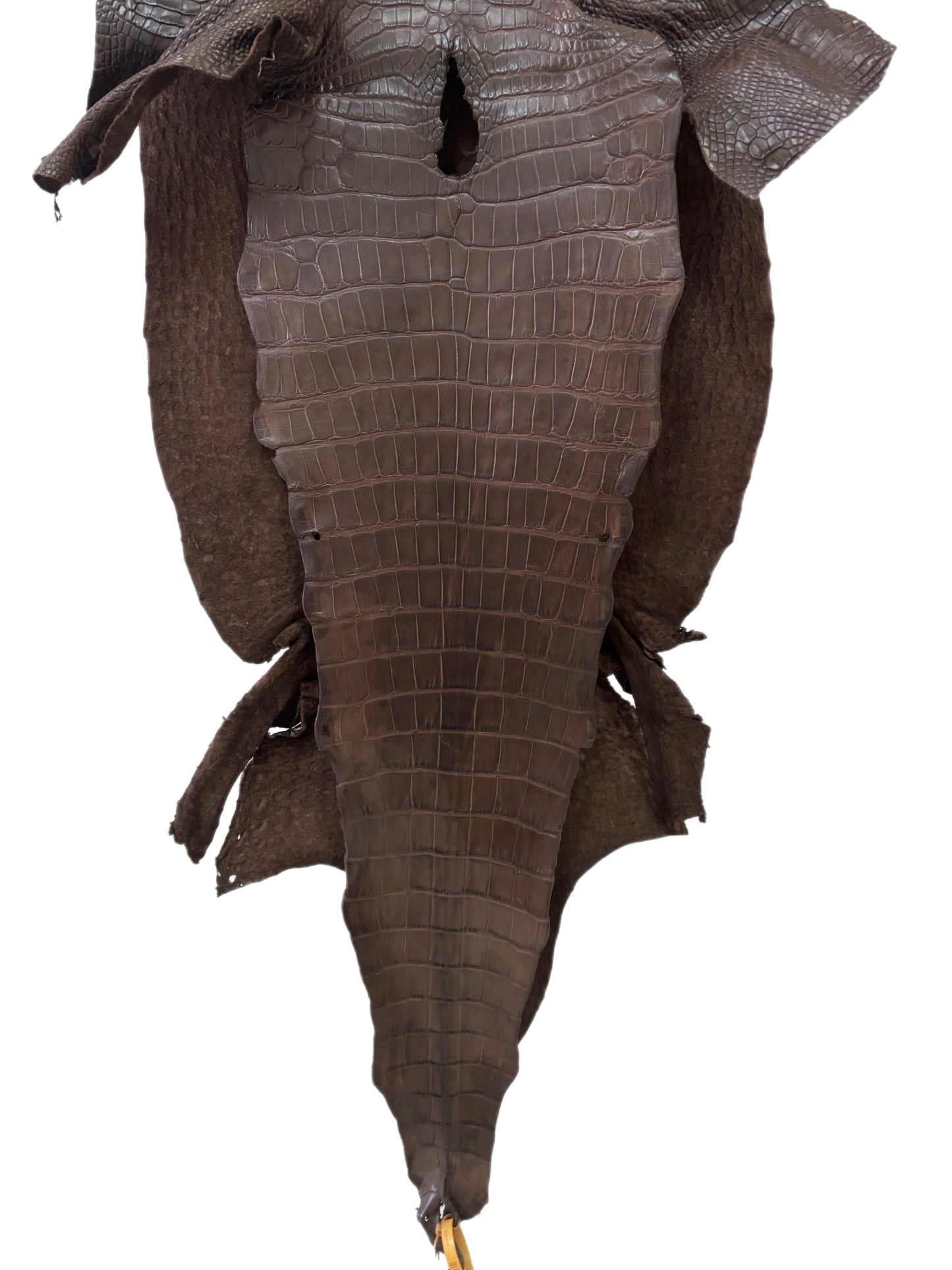 44 cm Grade 2/3 Chocolate Matte Wild American Alligator Leather - Tag: LA23-0015378