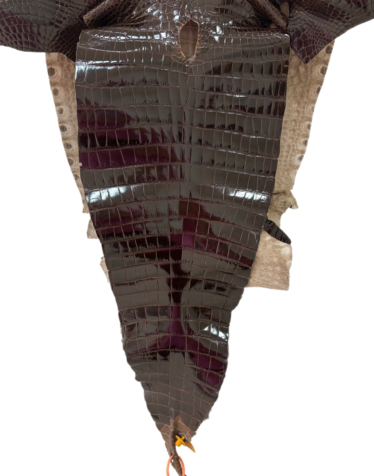 47 cm Grade 2/3 Sport Rust Brown Glazed Farm-Raised American Alligator Leather - Tag: FL14-0004037