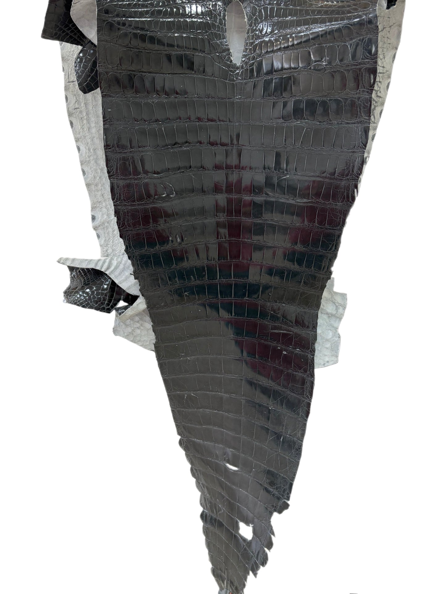 44 cm Grade 2/3 Grey Glazed Farm-Raised American Alligator Leather - Tag: GA14-0020746
