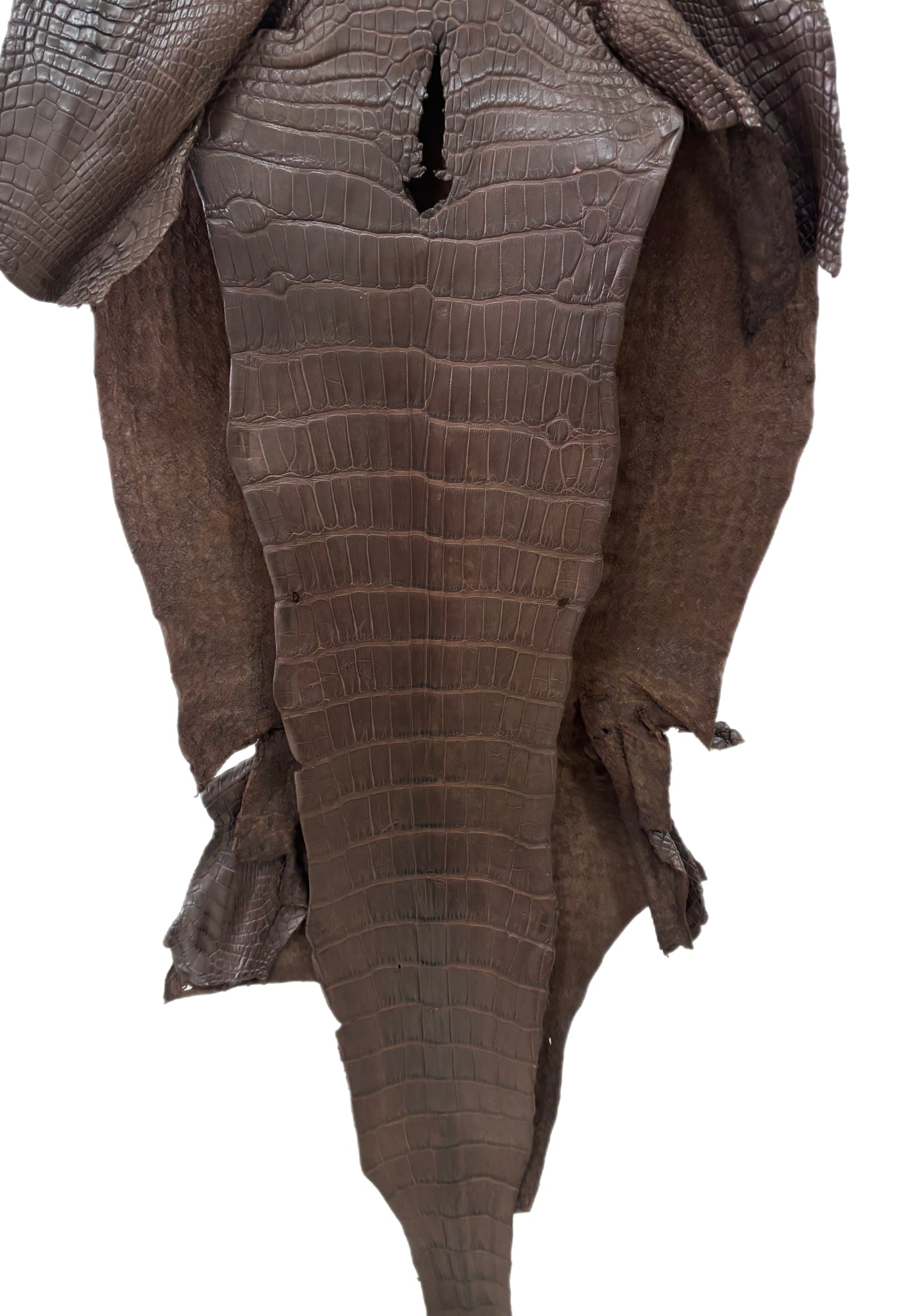 42 cm Grade 2/3 Chocolate Matte Wild American Alligator Leather - Tag: LA23-0028013