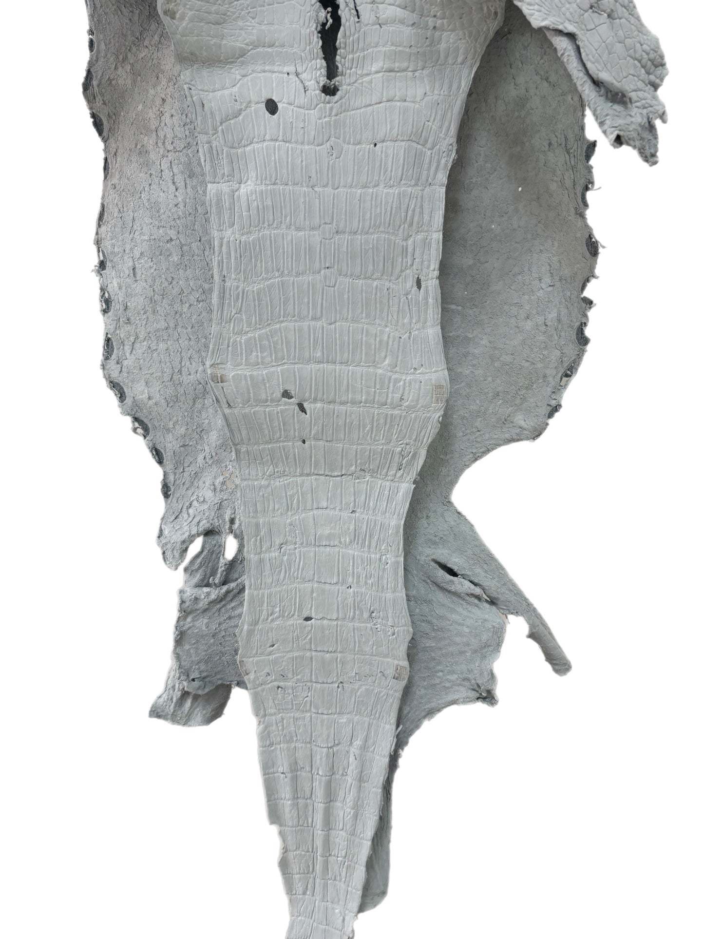 48 cm Grade 4/5 White Crust Wild American Alligator Leather - Tag: LA24-0022538