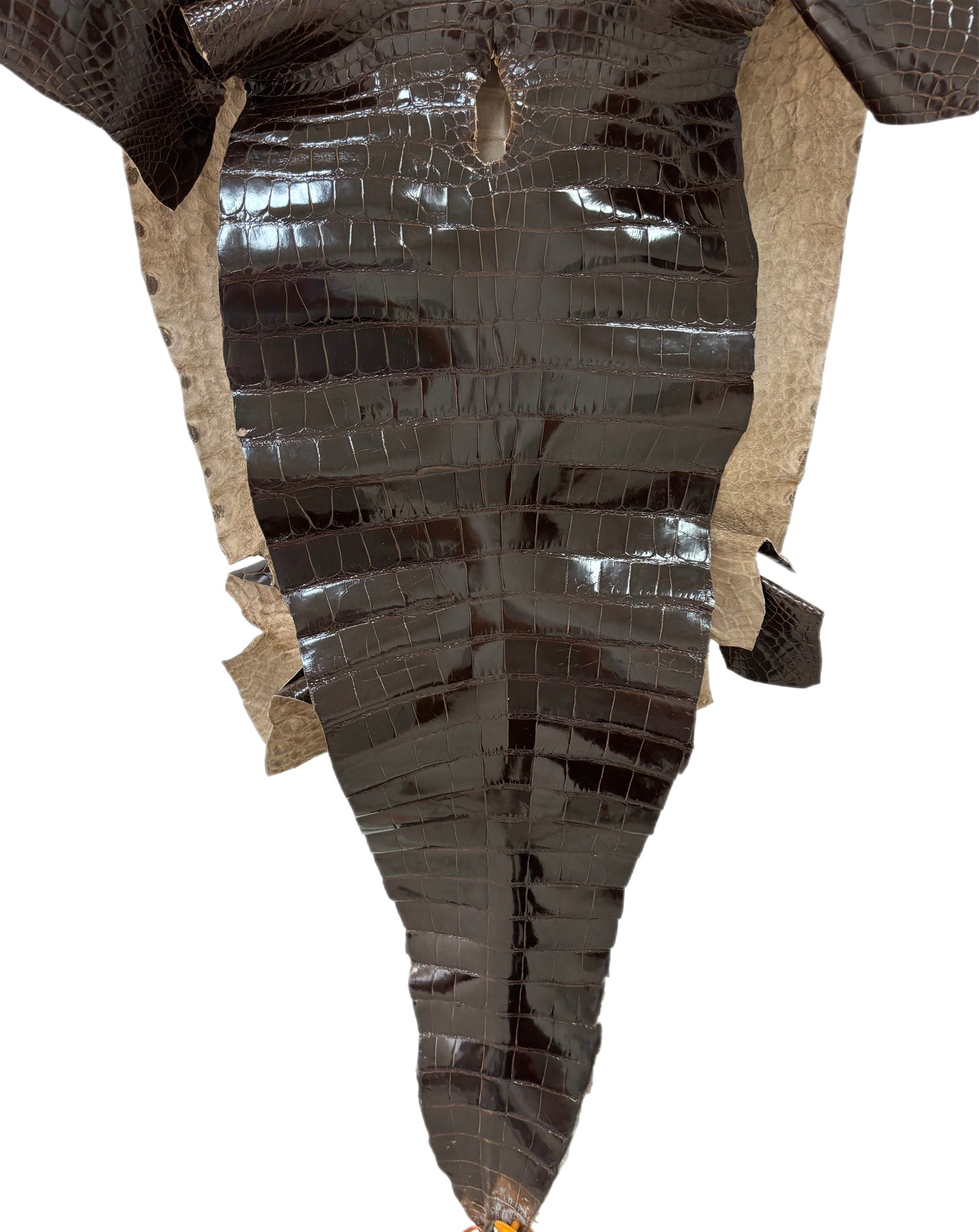 46 cm Grade 3/4 Sport Rust Brown Glazed Farm-Raised American Alligator Leather - Tag: FL14-0003571