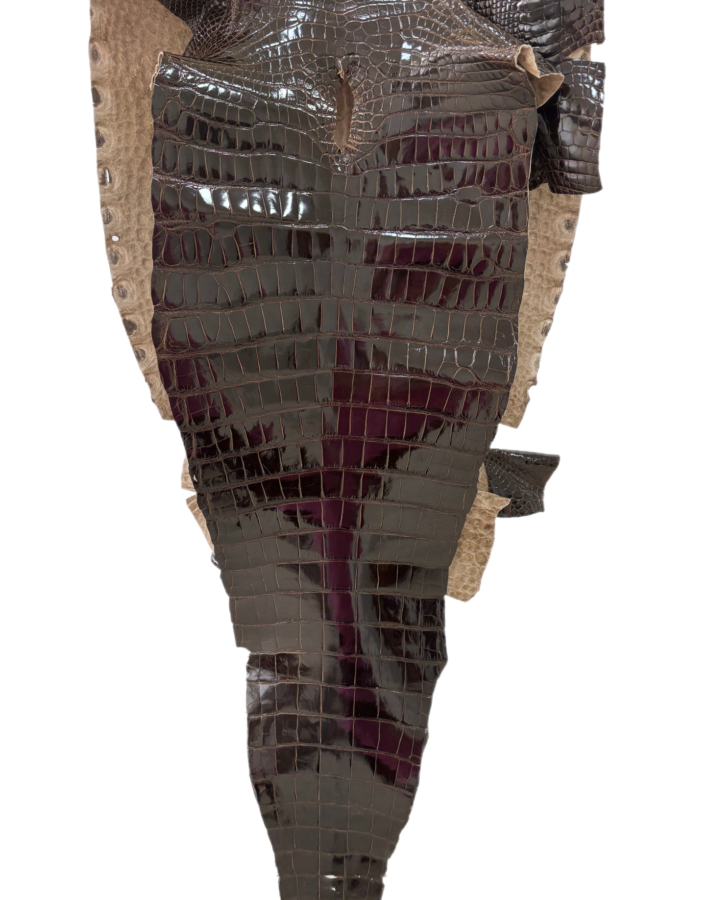 45 cm Grade 2/3 Sport Rust Brown Glazed Farm-Raised American Alligator Leather - Tag: LA12-0136202