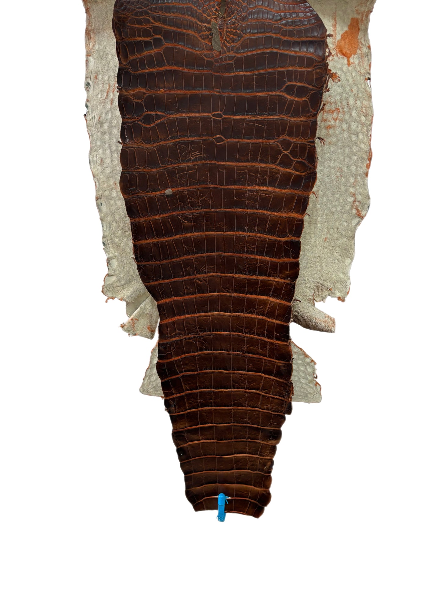 38 cm Grade 1/2 Sienna Matte Wild American Alligator Leather - Tag: ESRE-0050823