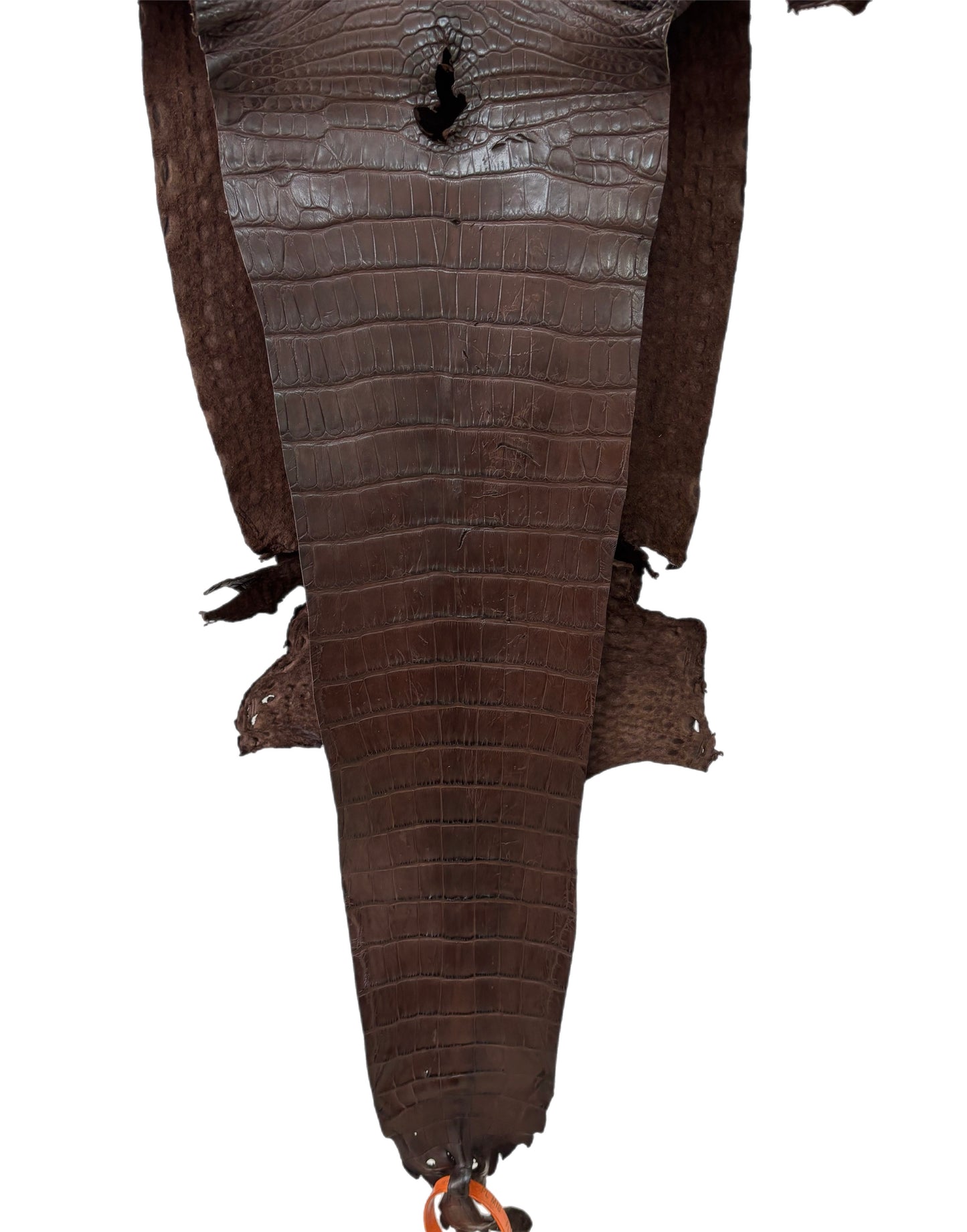 24 cm Grade 4/5 Chocolate Matte Farm Raised American Alligator Leather - Tag: FL21-0024477