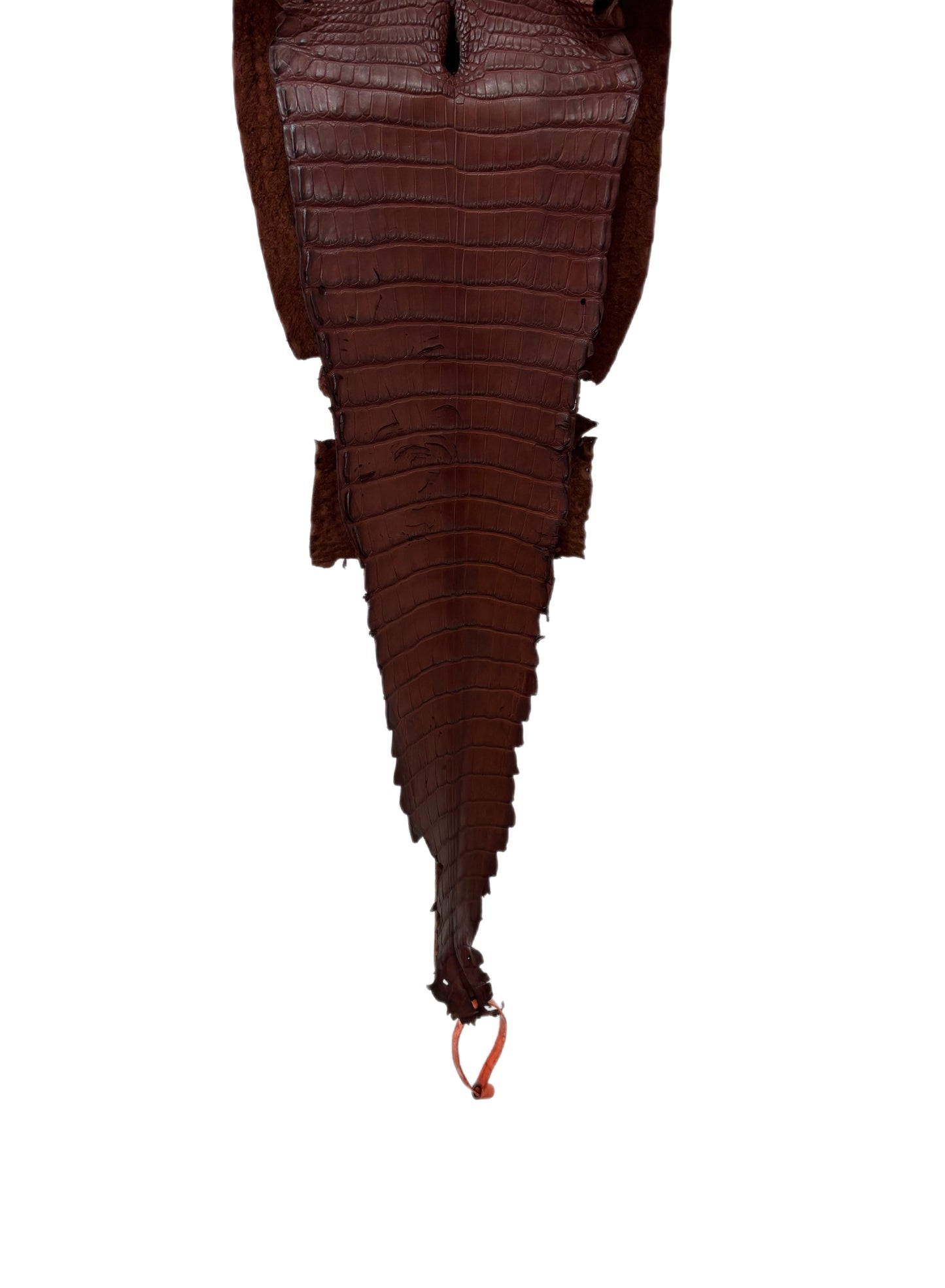 24 cm Grade 3/4 Italian Gold Matte Farm-Raised American Alligator Leather - Tag: FL21-0025094