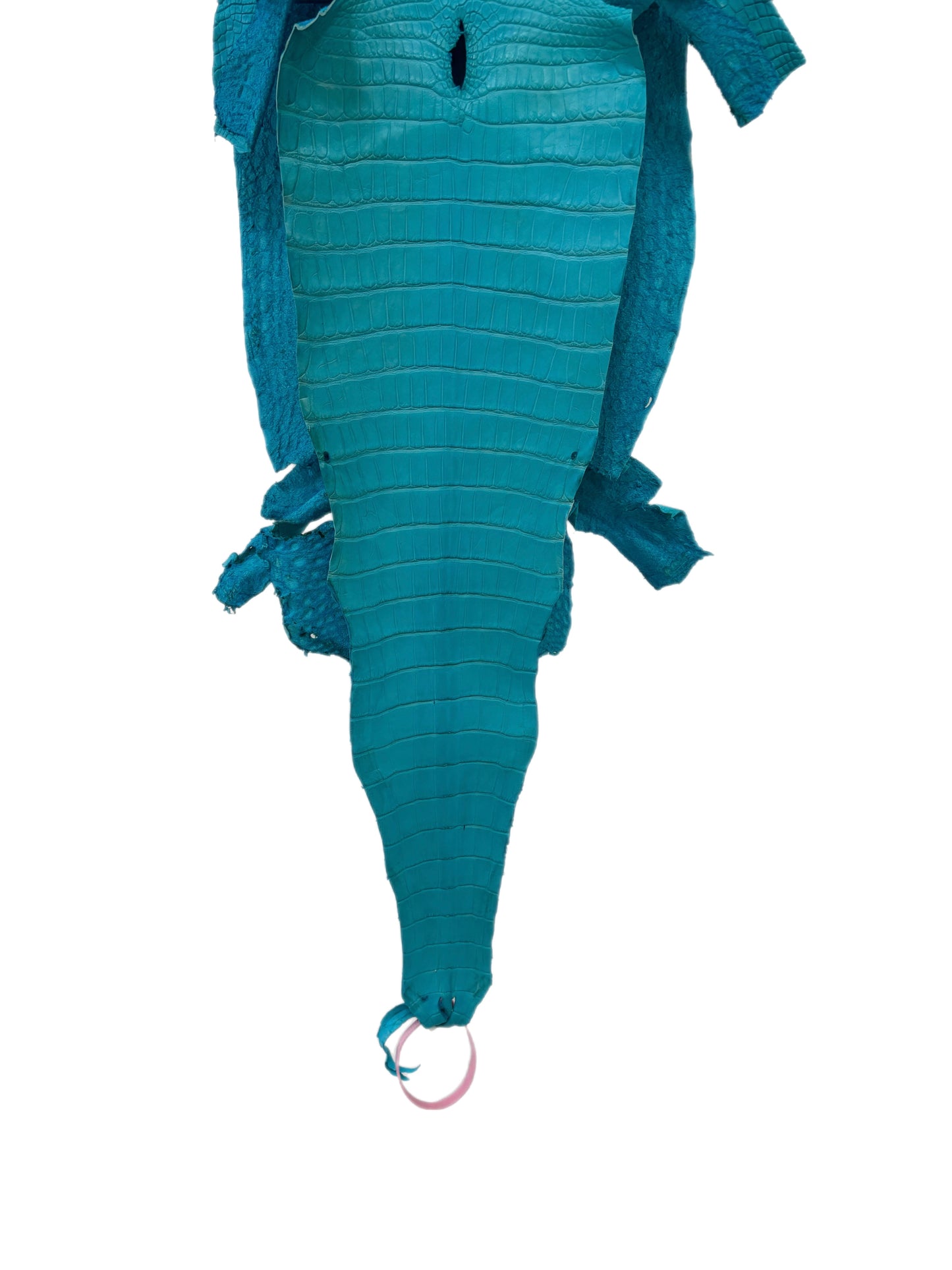 25 cm Grade 1/2 Turquoise Matte Farm-Raised American Alligator Leather - Tag: LA24-0228840
